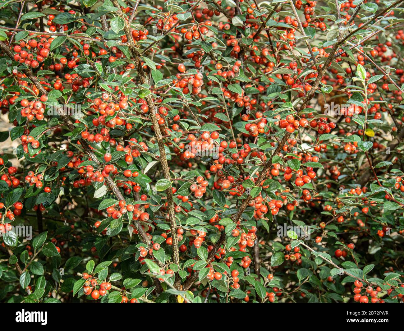 The bright red berries and the silvery green evergreen foliage of Cotoneaster lacteus providing a colourful autumn display Stock Photo
