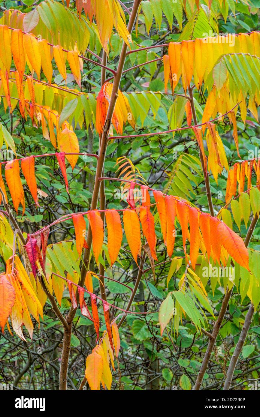 Sumac Not Leaf Not Plant Not Tree High Resolution Stock Photography and