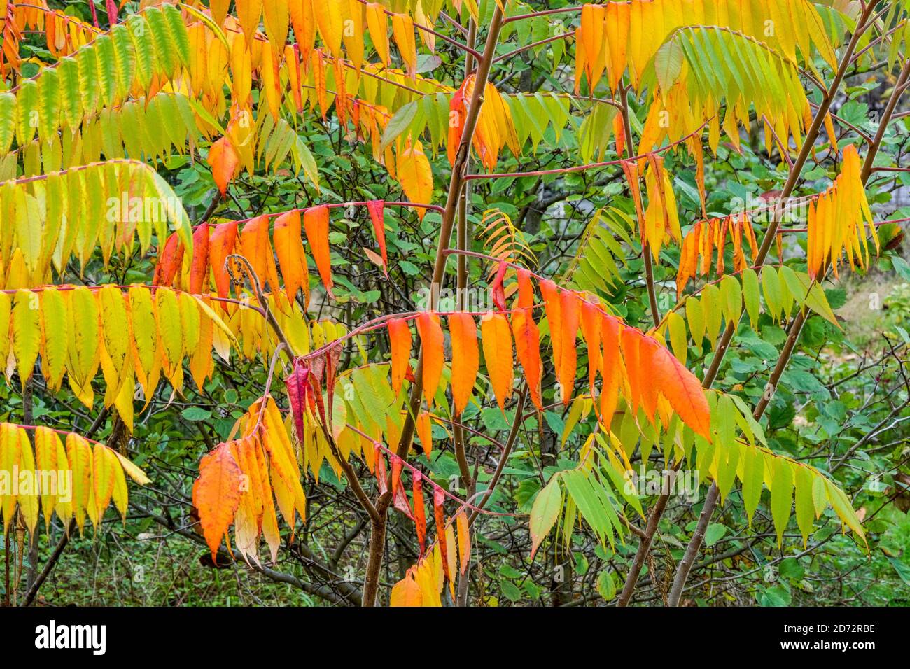 Sumac Not Leaf Not Plant Not Tree High Resolution Stock Photography and