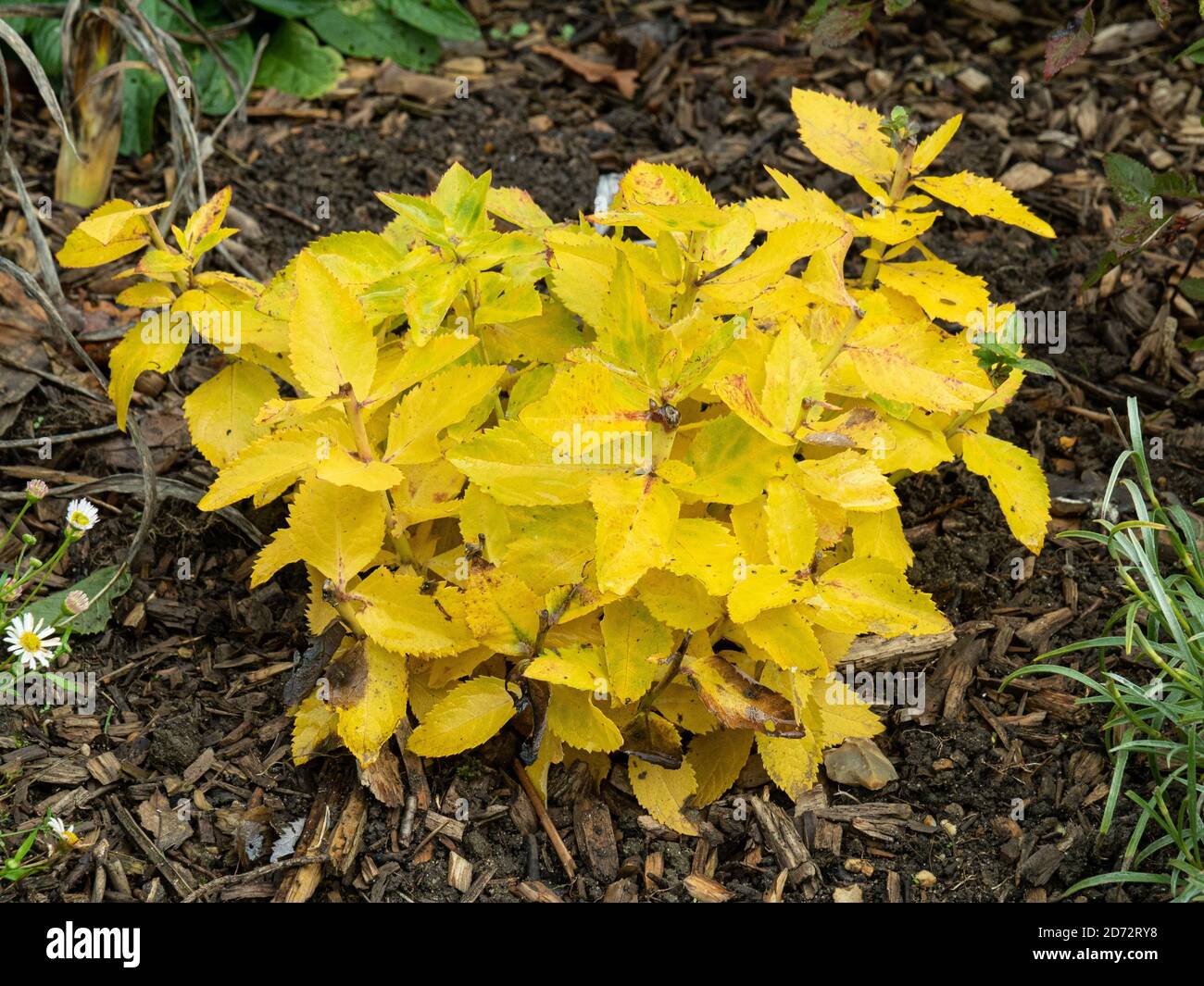 A neat clump of Platycodon grandiflora Alba showing bright yellow autumn colour Stock Photo