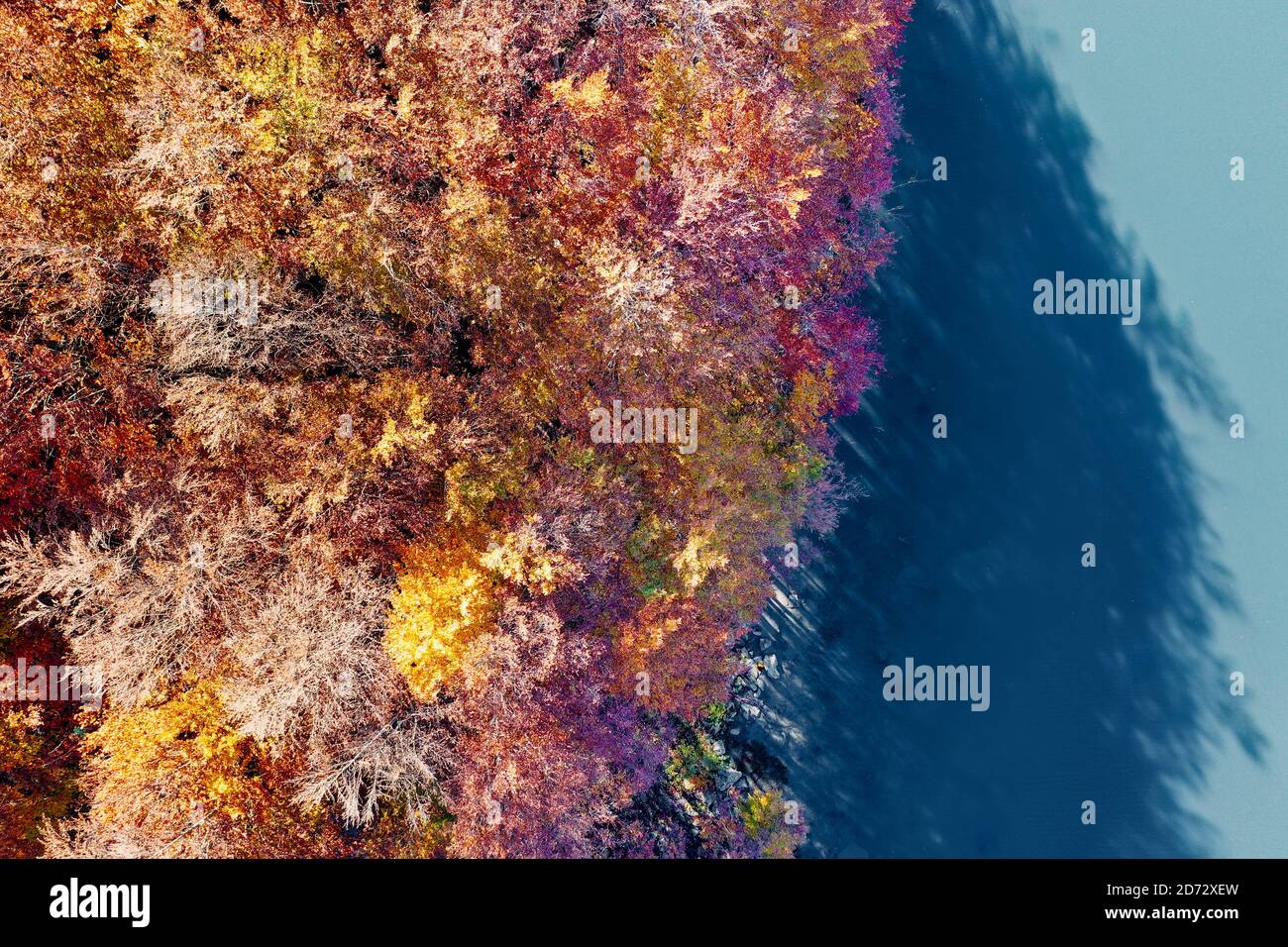 Foliage and bush beech tree forest near lake, Apennines, Italy Stock Photo