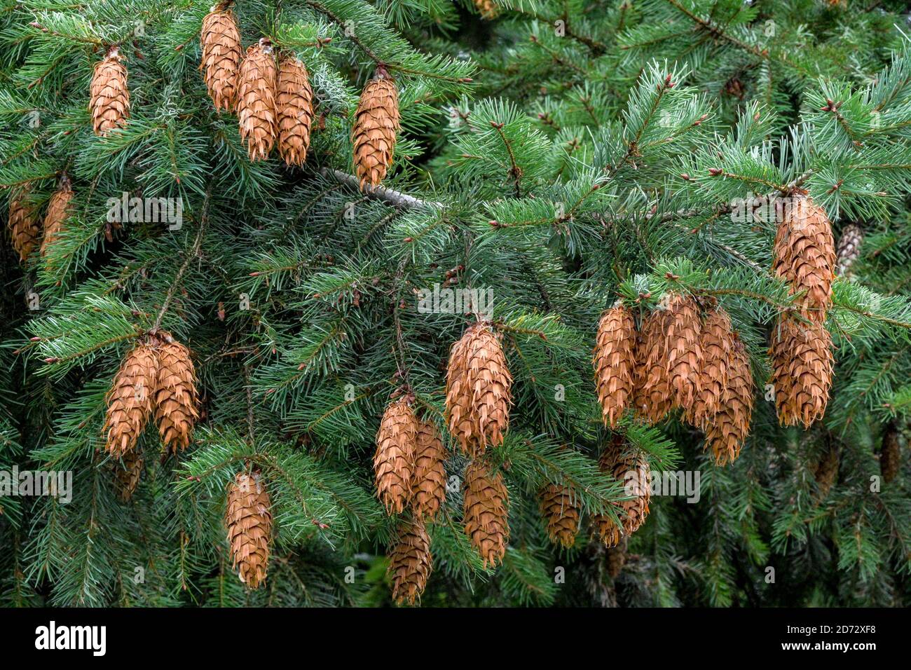 Douglas Fir branches, laden with cones, British Columbia, Canada. Stock Photo