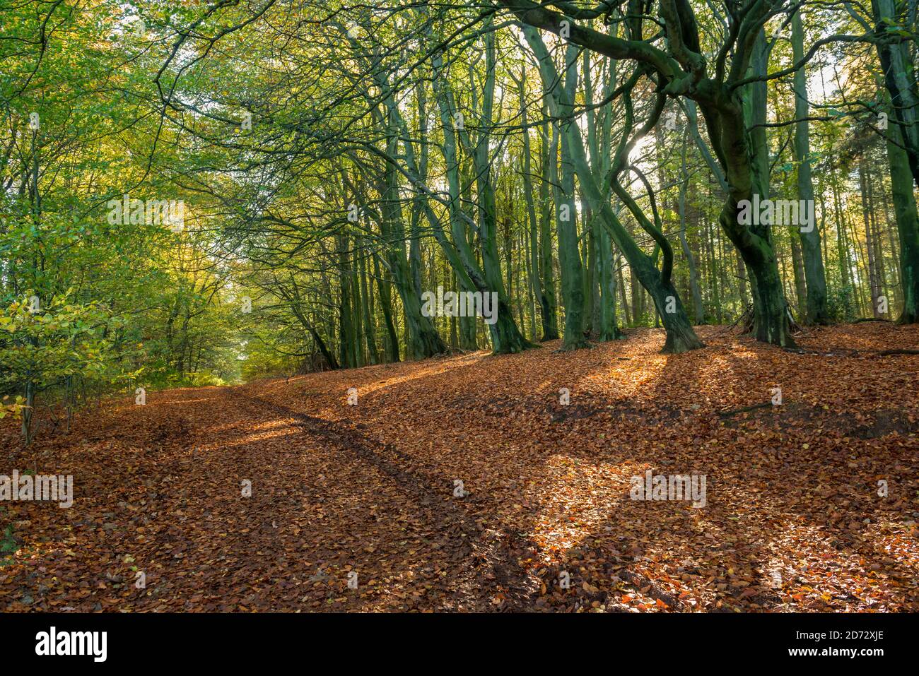 Deffer wood hi-res stock photography and images - Alamy