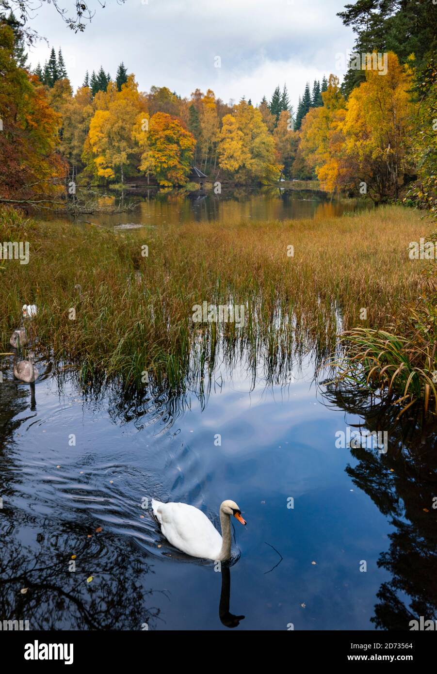 Pitlochry, Scotland, UK. 20 October 2020. Autumn colours at Loch Dunmore in Faskally Wood near Pitlochry in Perthshire. Iain Masterton/Alamy Live News Stock Photo