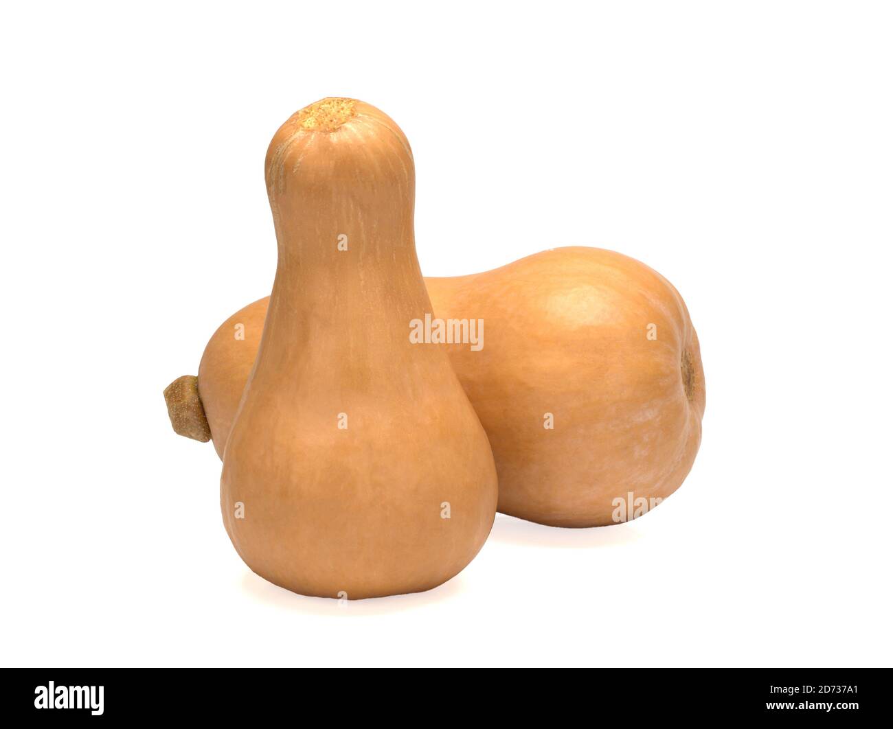 Whole mini pumpkins isolated on white background Stock Photo