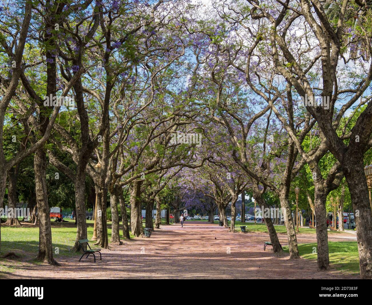 Alley with Jacaranda trees in park Plaza Intendente Seeber. Buenos