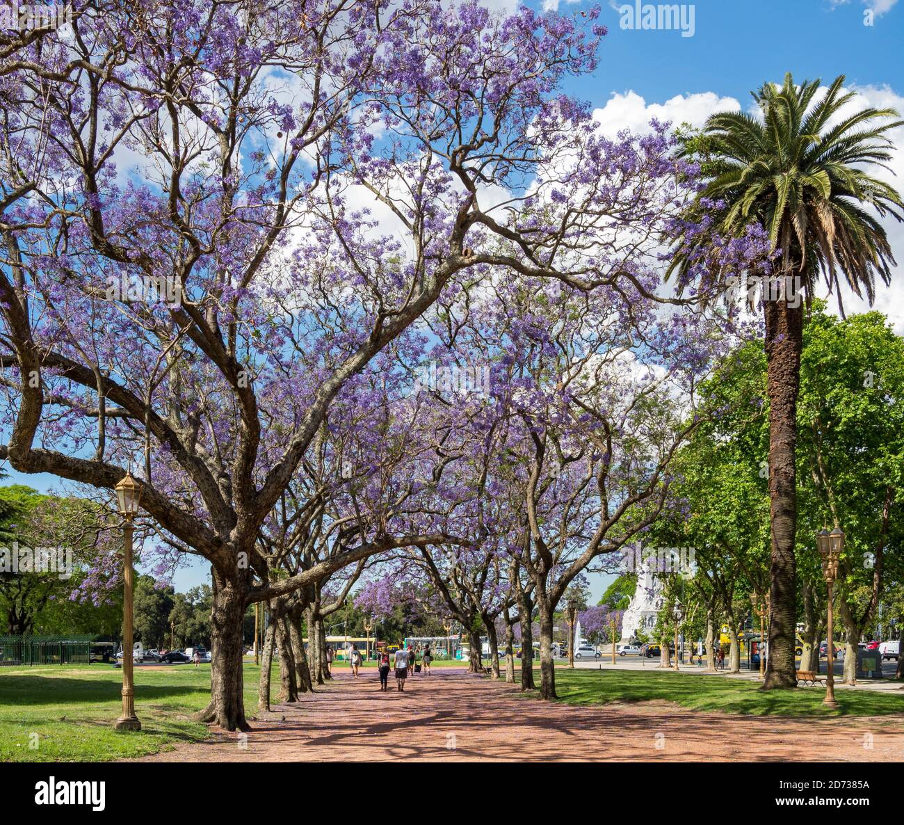 Jacaranda trees buenos aires hires stock photography and images Alamy
