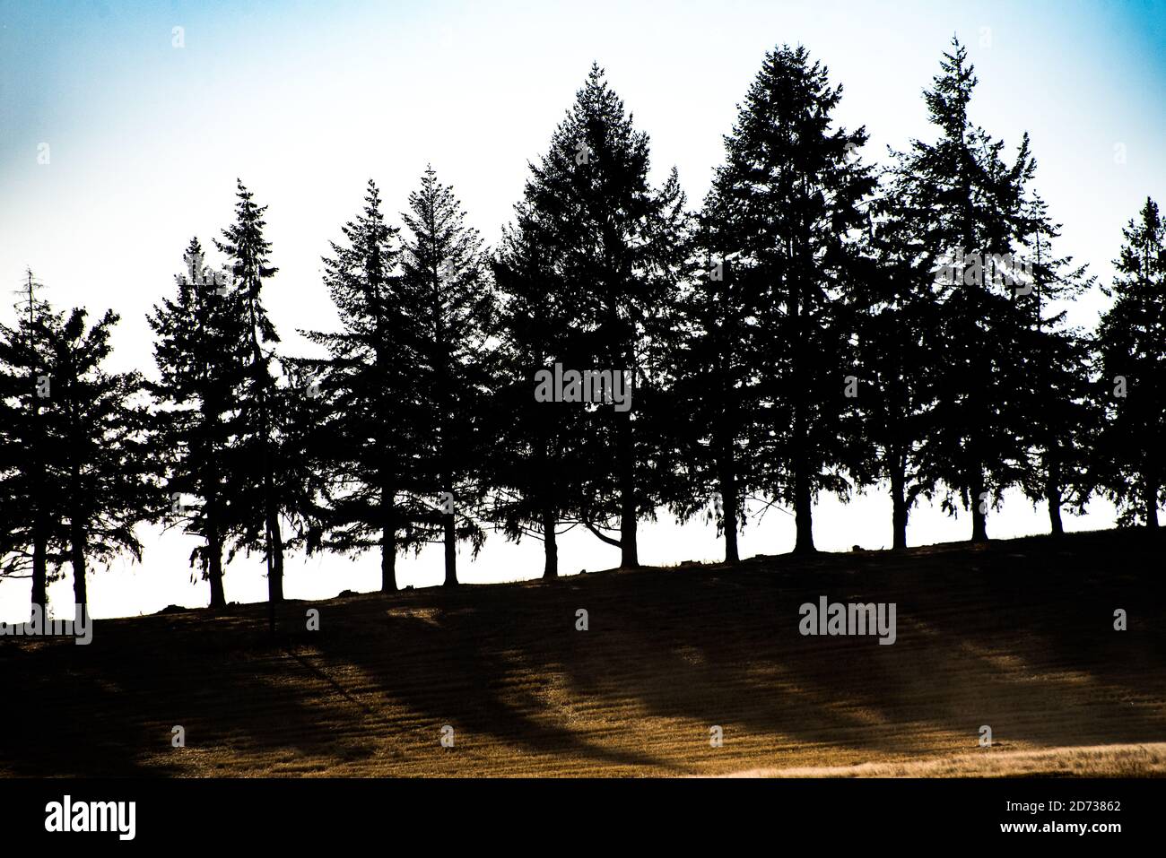 Silhouettes of a line of trees, Marion County, Oregon. Stock Photo