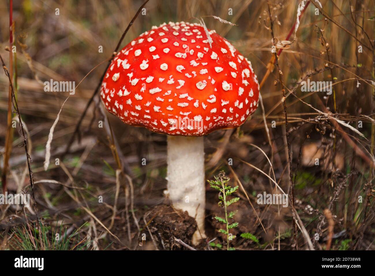 Red fly agaric mushroom or toadstool growing in the forest. Amanita muscaria, toxic mushroom. Poisonous mushroom famous for its brightly red coloured Stock Photo
