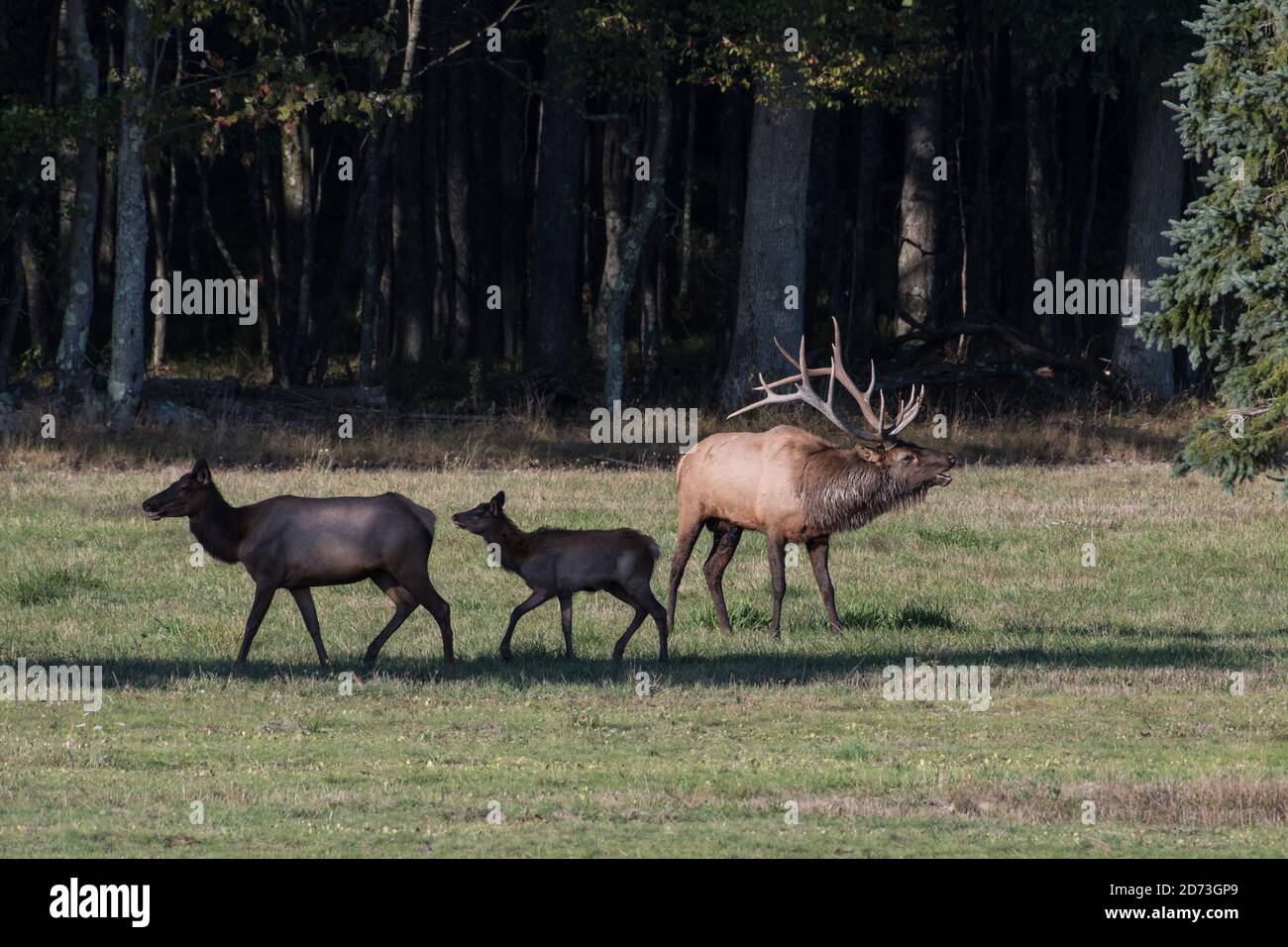 A bull elk bugles while a cow and yearling walk by, Benzette, Pennsylvania, USA Stock Photo