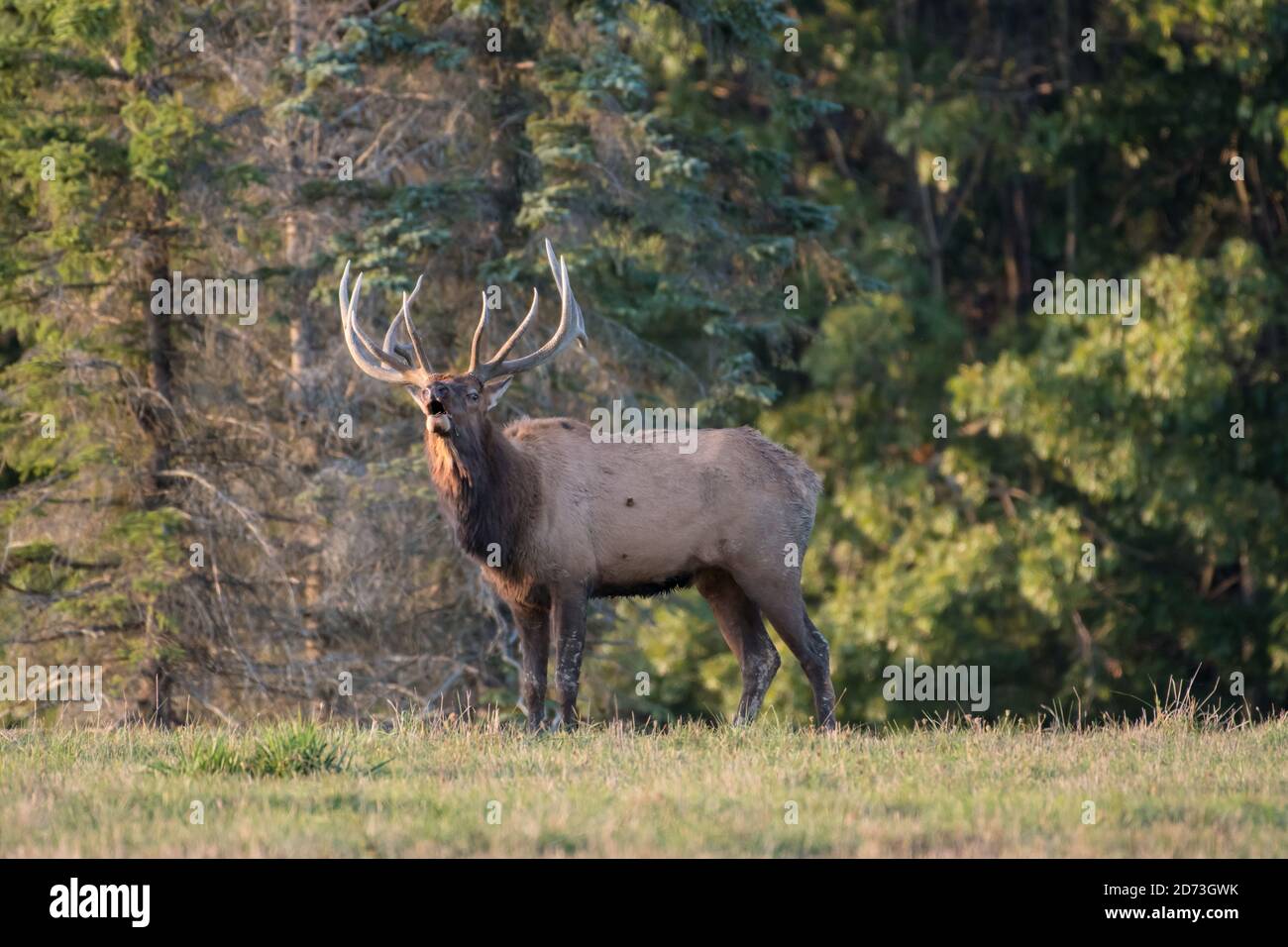 A bull elk bugling in a field during the elk rut  in Benzette, Pennsylvania, USA Stock Photo