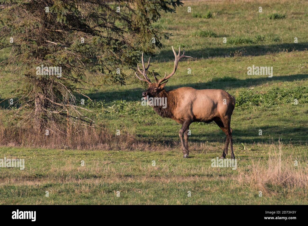 A bull elk bugling in a field towards sunset in Benzette, Pennsylvania, USA Stock Photo