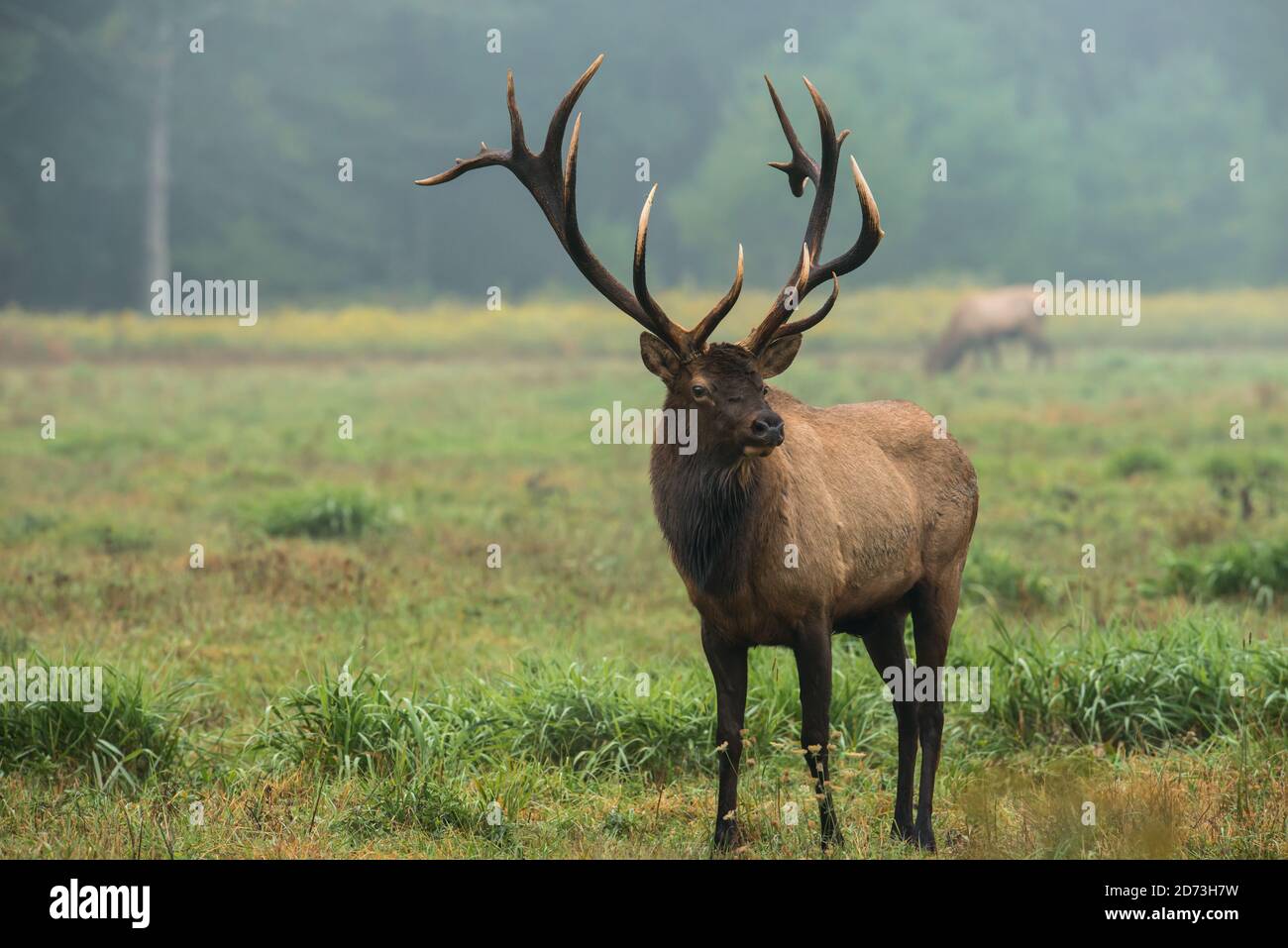 A bull elk facing the camera during the elk rut, Benzette, Pennsylvania, USA Stock Photo
