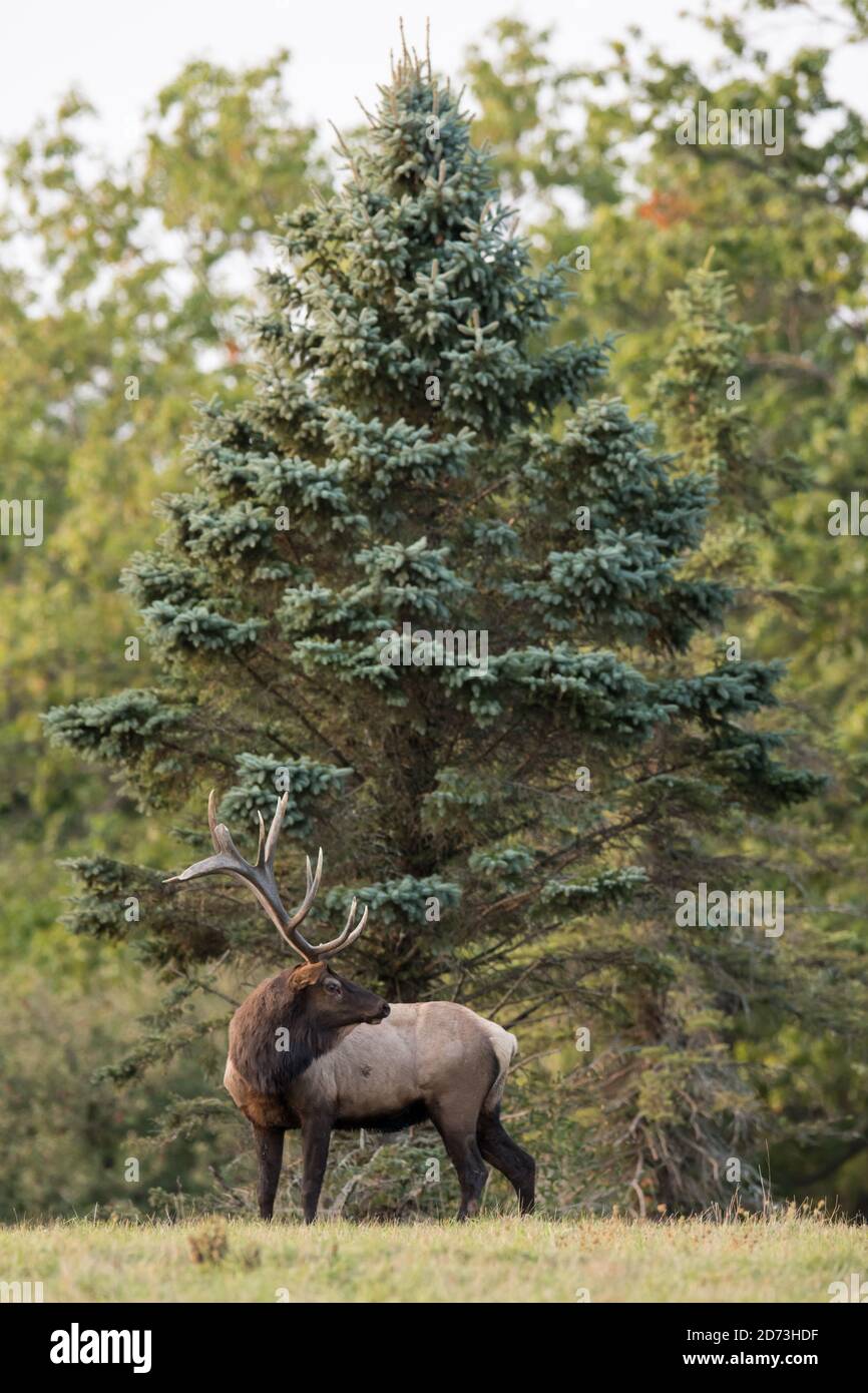 A bull elk stands firm with his head turned backwards during the elk rut in Benzette, PA, USA Stock Photo