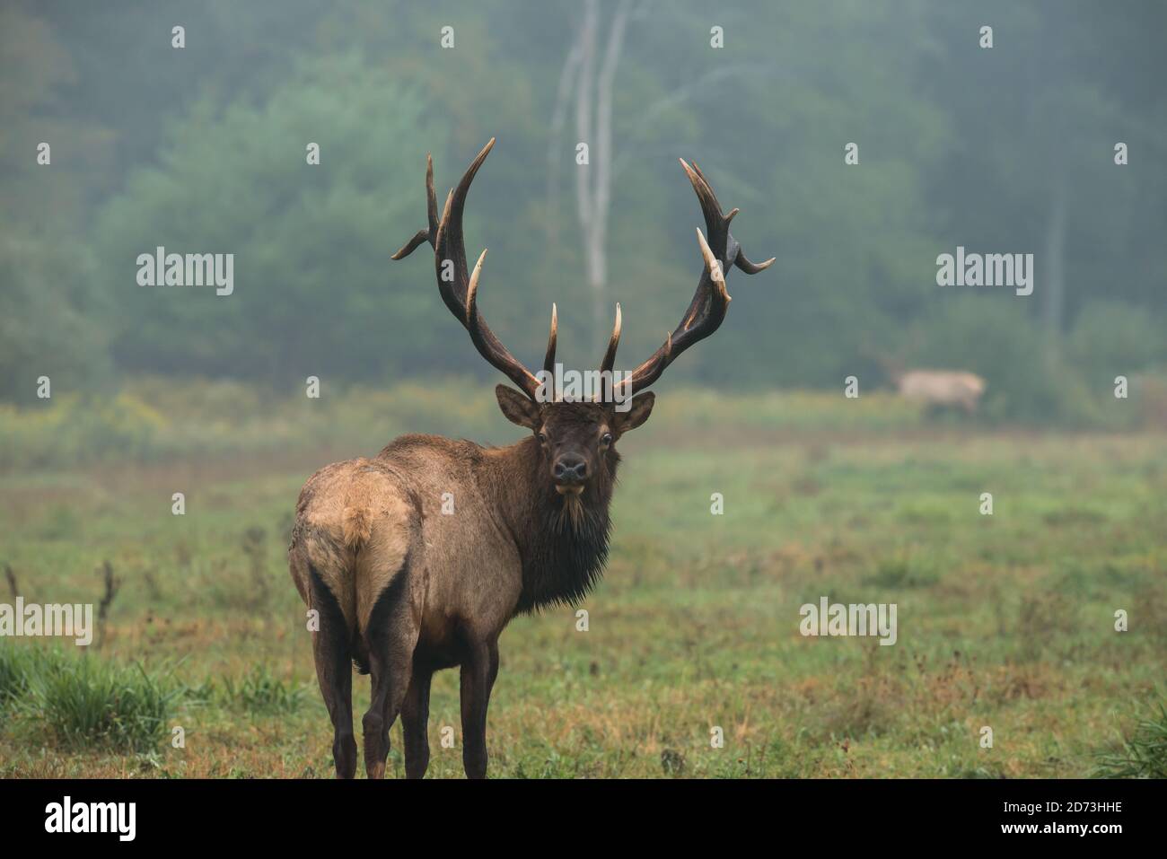Bull head back hi-res stock photography and images - Alamy