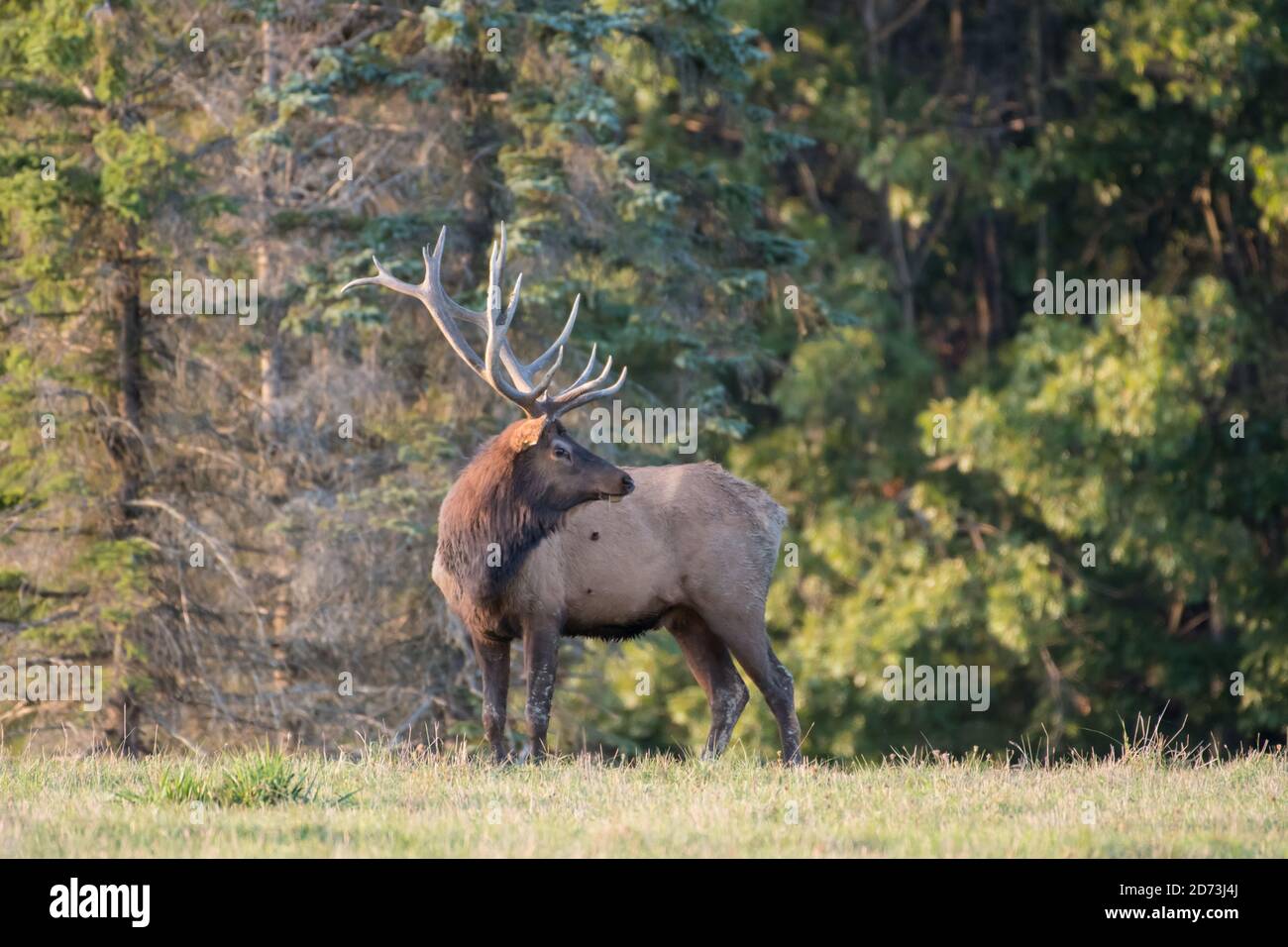 An elk turns his head for a profile, Benzette, Pennsylvania, USA Stock Photo