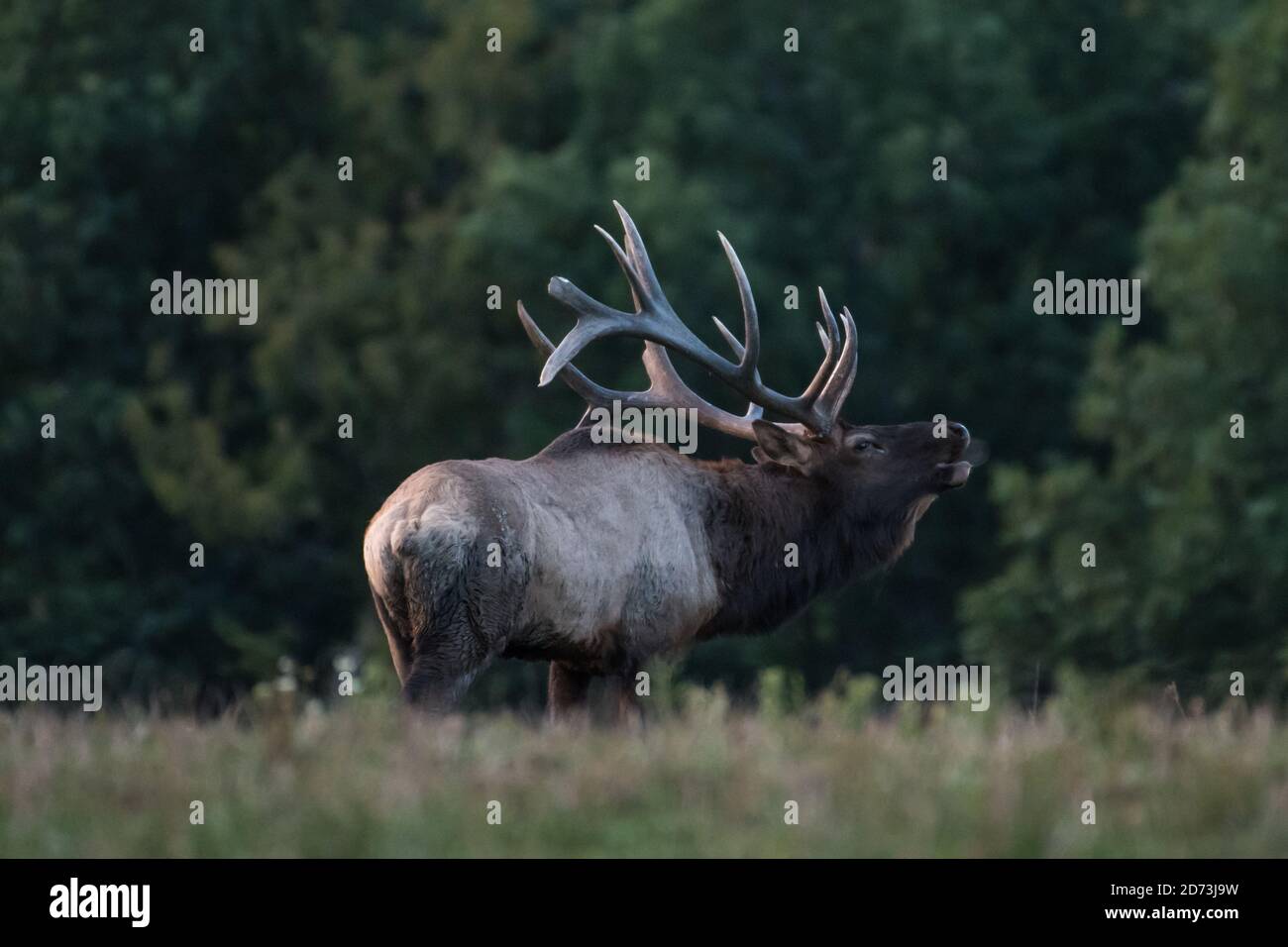 Steam comes out of an elk's mouth as he bugles during the elk rut in Benzette, Pennsylvania, USA Stock Photo