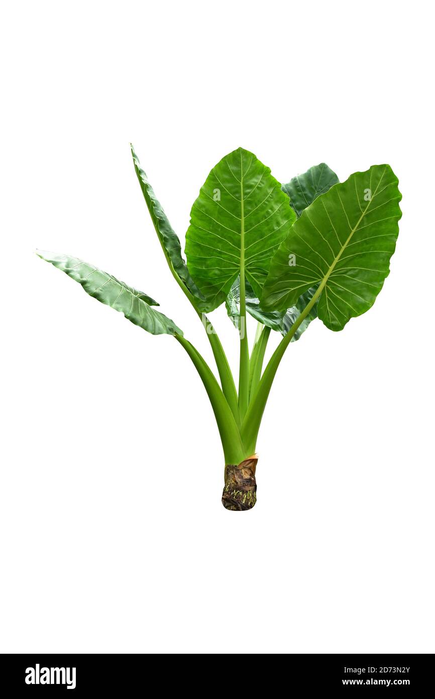 Elephant Ears Taro (colocasia esculenta) leaves isolated on white background, clipping path included, Stock Photo