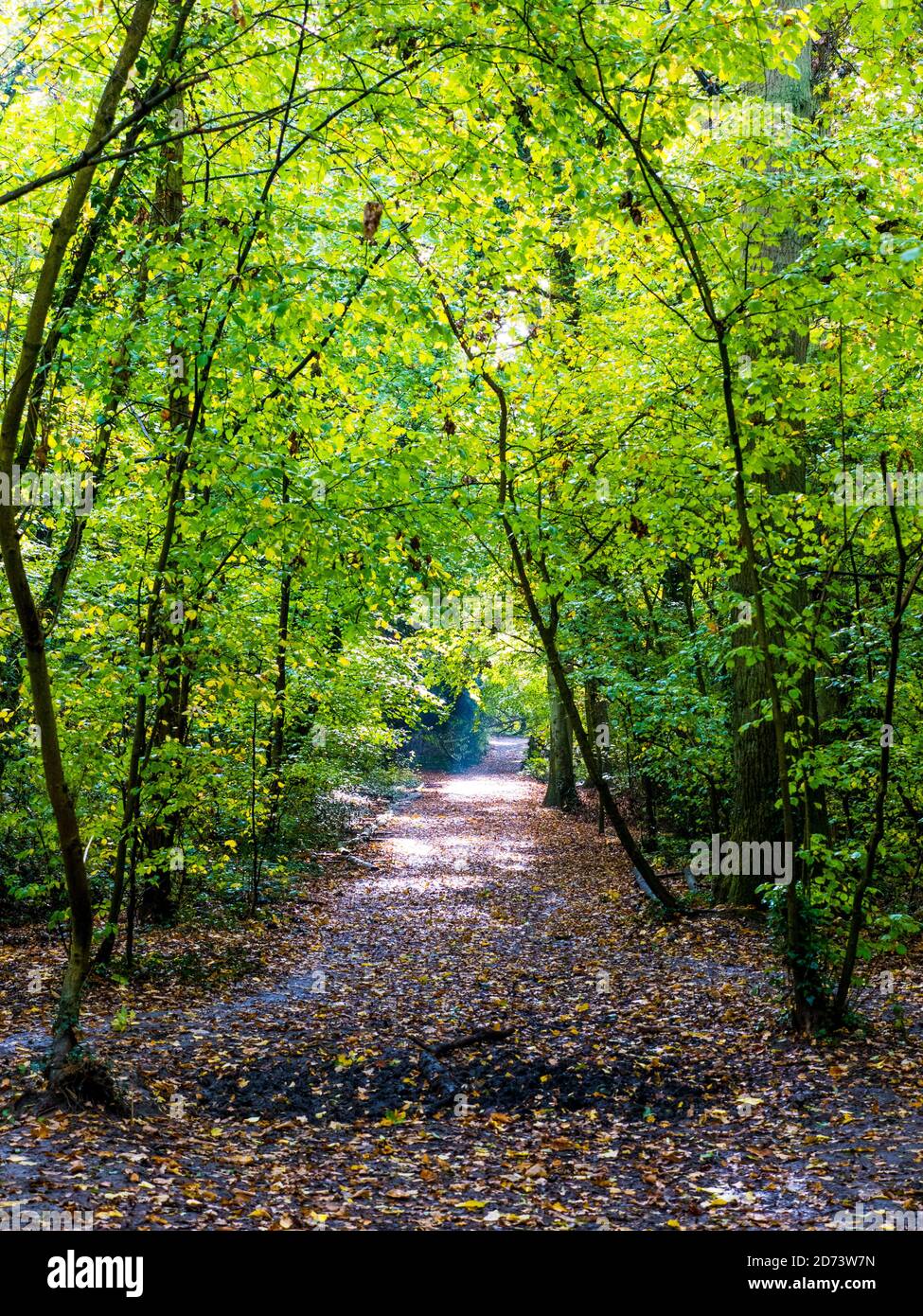 Path, Woods, Autumn Landscape, Clayfield Copse, Emma Green, Caversham, Reading, Berkshire, England, UK, GB. Stock Photo