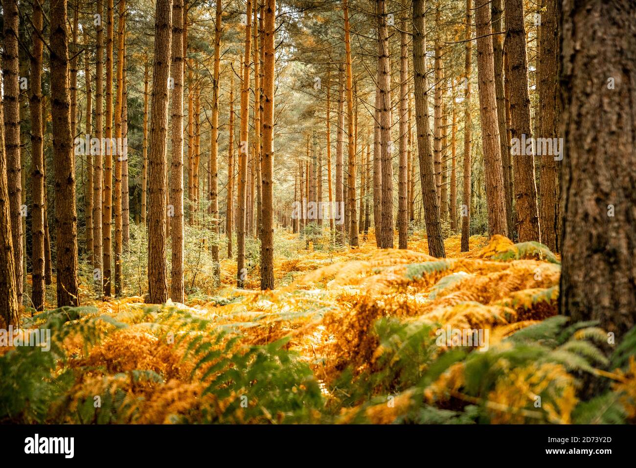 Autumnal woodland landscape: Beautiful seasonal colours at sunset. The New Forest, Hampshire UK. Stock Photo