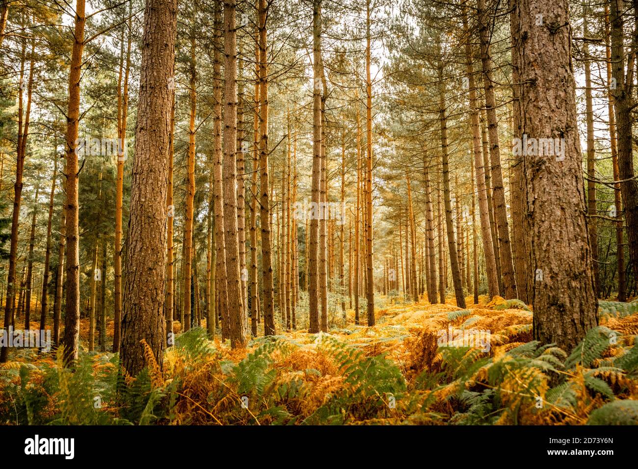 Autumnal woodland landscape Beautiful seasonal colours at sunset. The