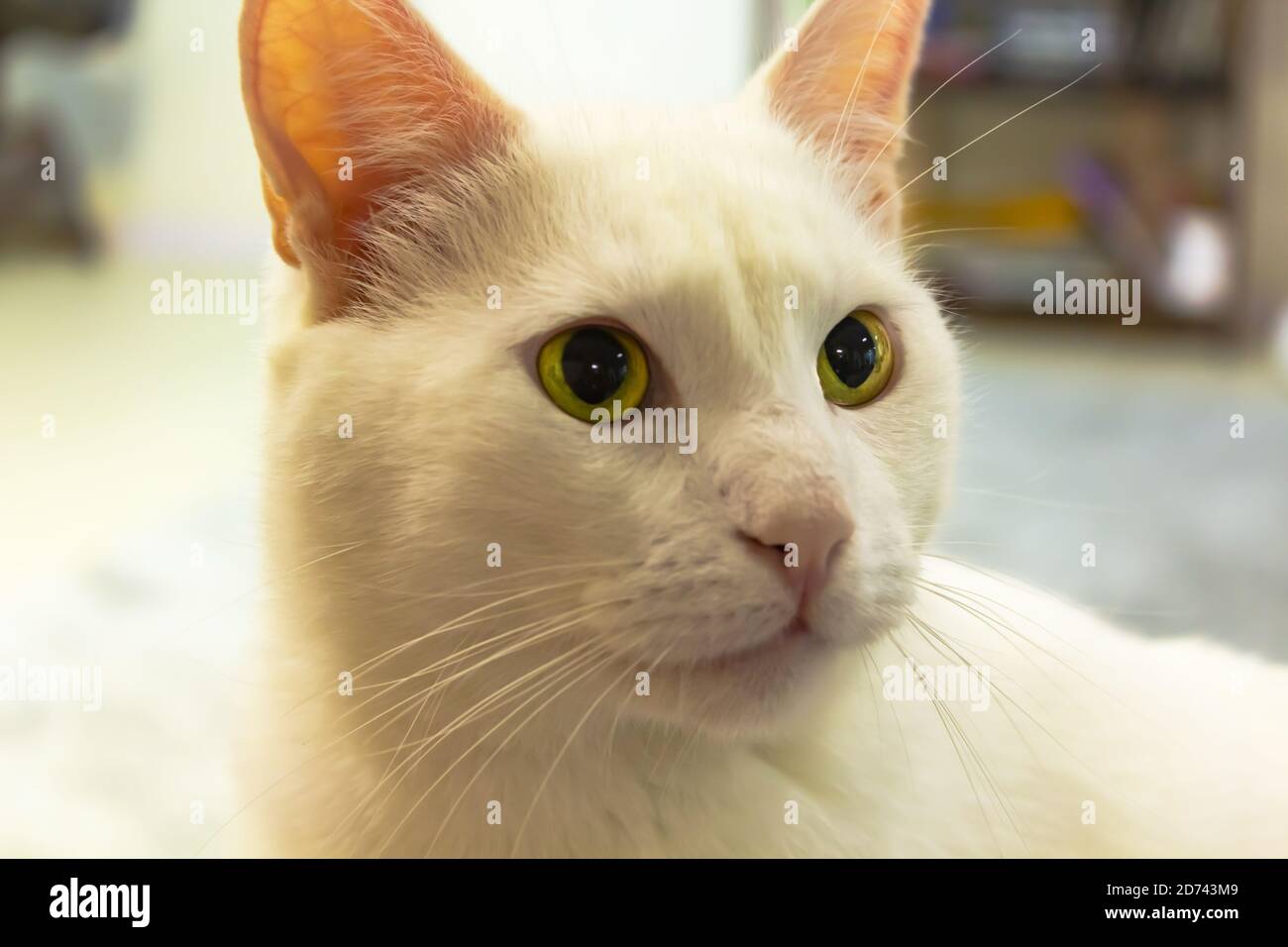 white cat with green eyes Stock Photo