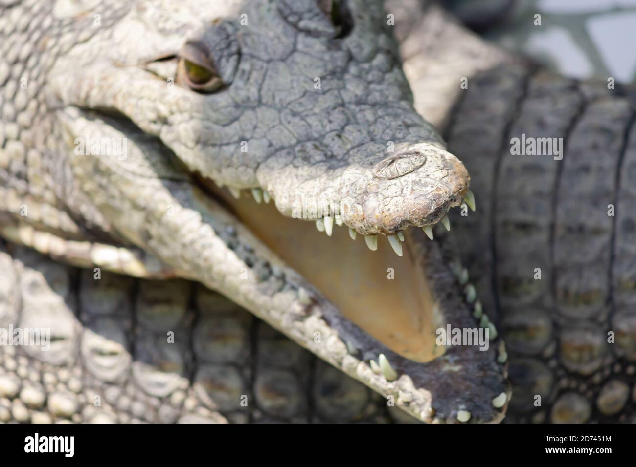 crocodile's mouth close-up Stock Photo