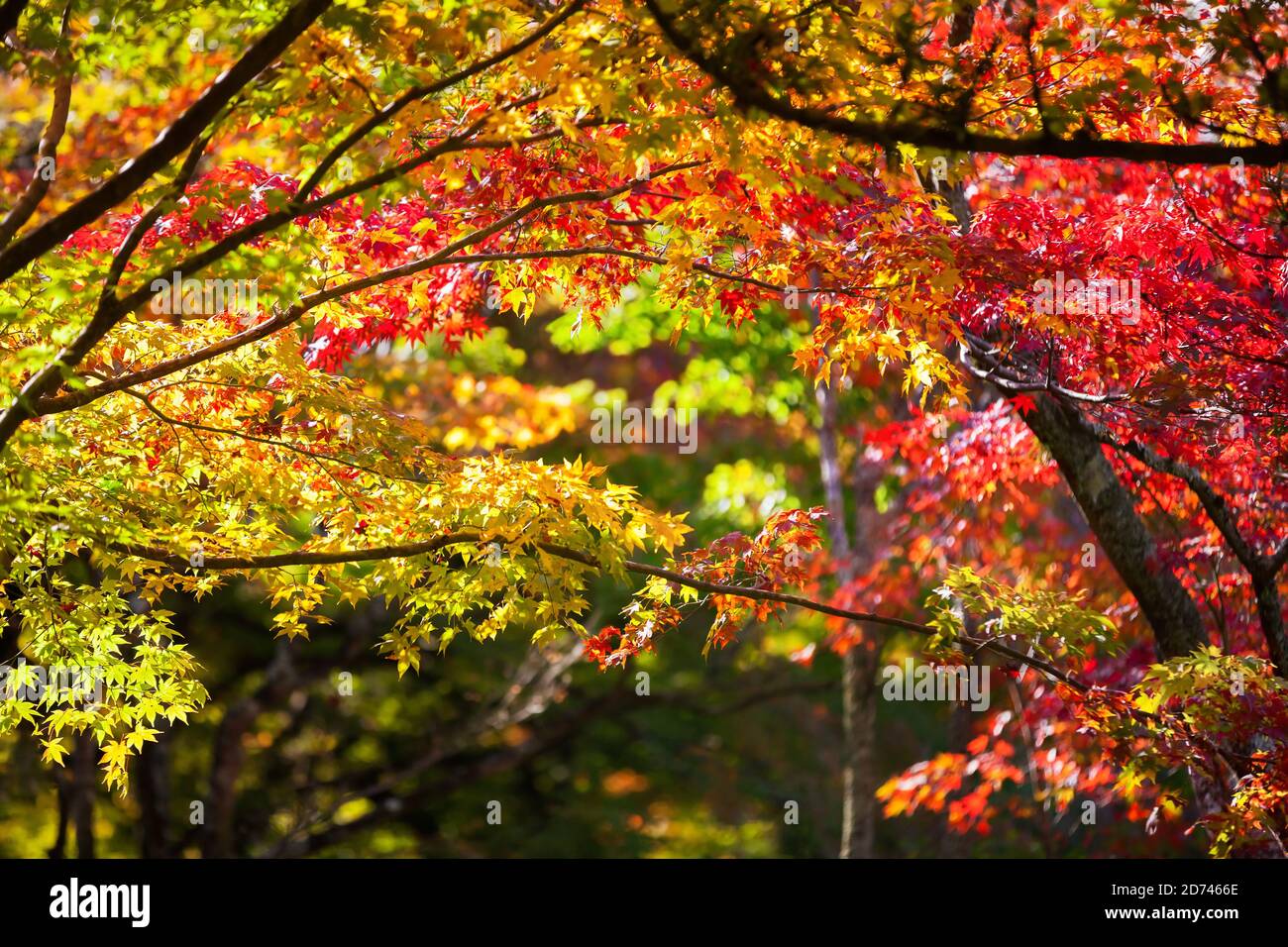 Colorful japanese maple leaves during momiji season at Kinkakuji garden, Kyoto, Japan Stock Photo