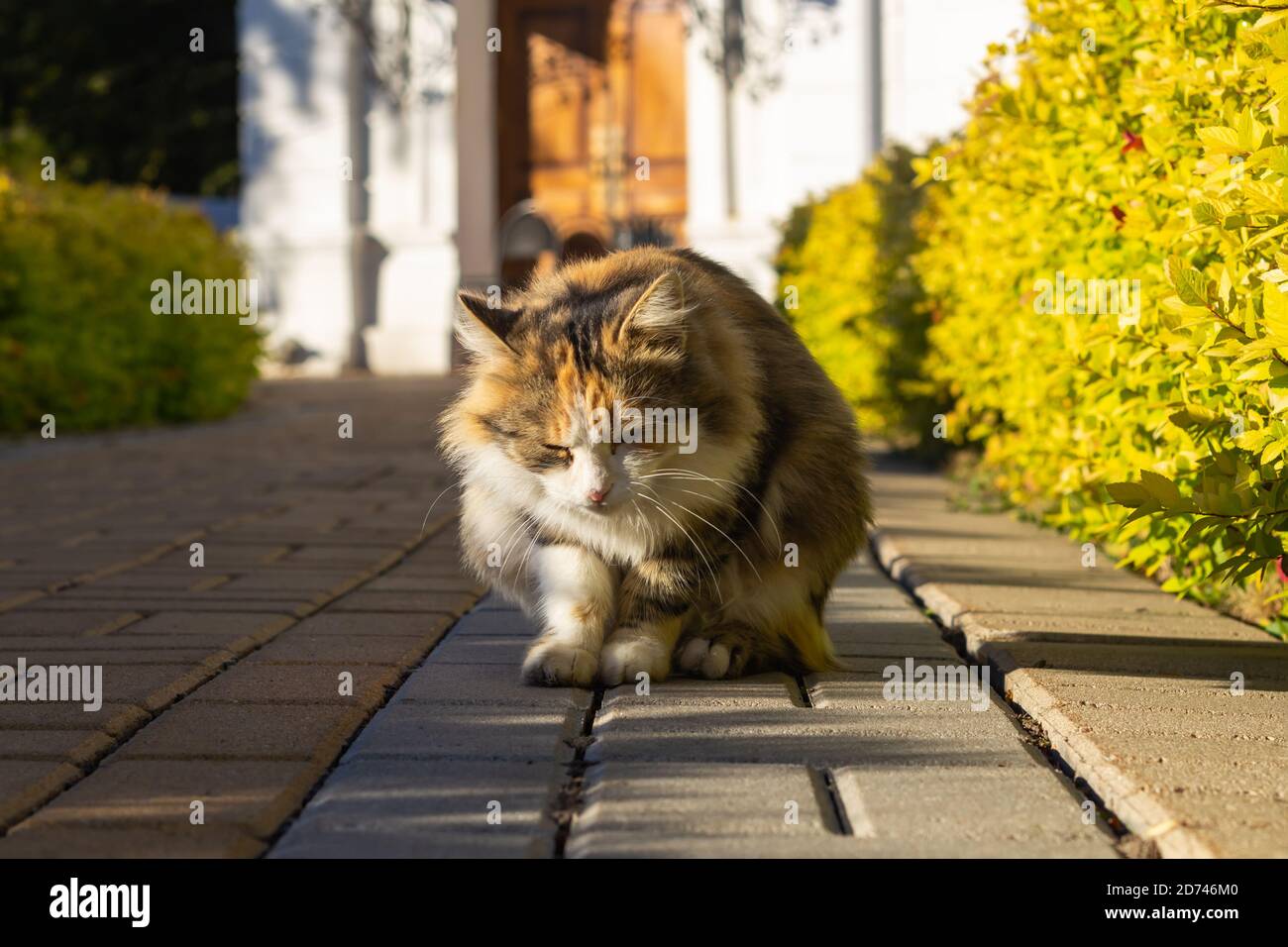 Cat sneaks on the sidewalk Stock Photo