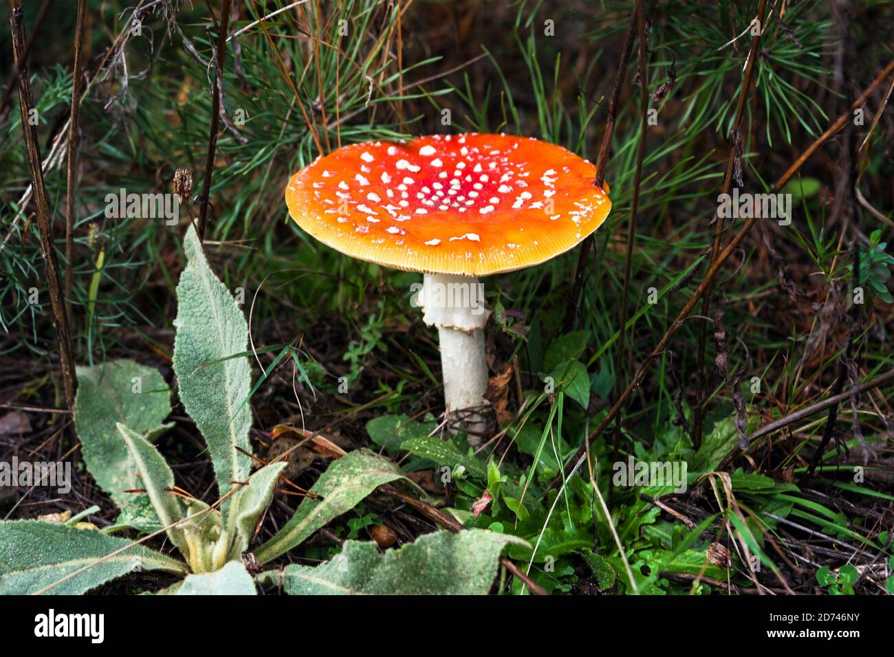 Red fly agaric mushroom or toadstool growing in the forest. Amanita muscaria, toxic mushroom. Poisonous mushroom famous for its brightly red coloured Stock Photo