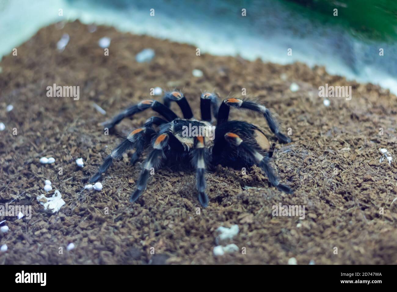 Big black spider Stock Photo - Alamy