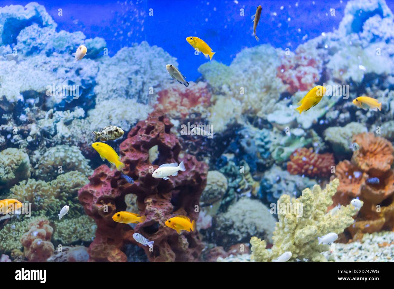 multi-colored fish in the aquarium Stock Photo