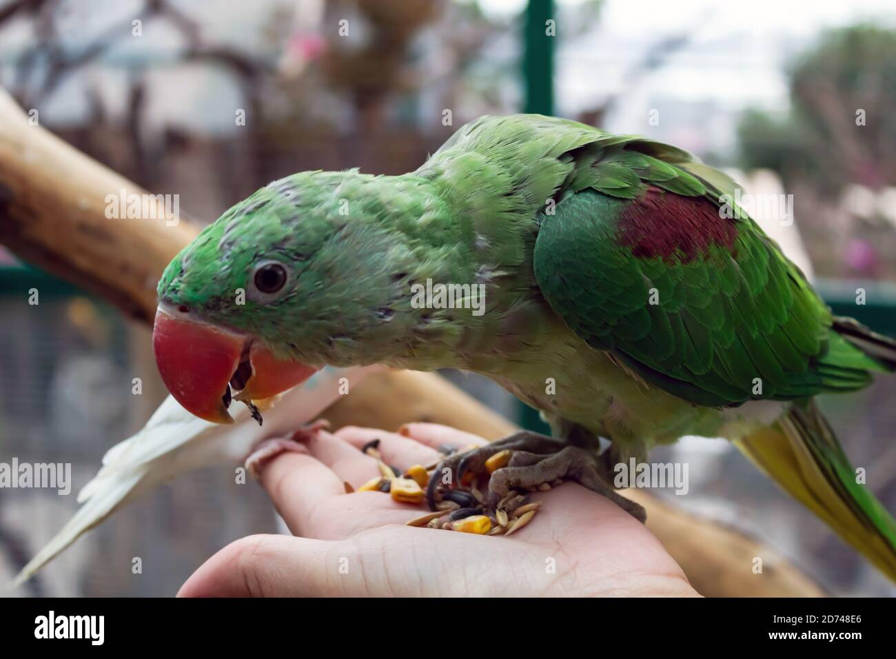 Big green parrot sits on his arm Stock Photo - Alamy