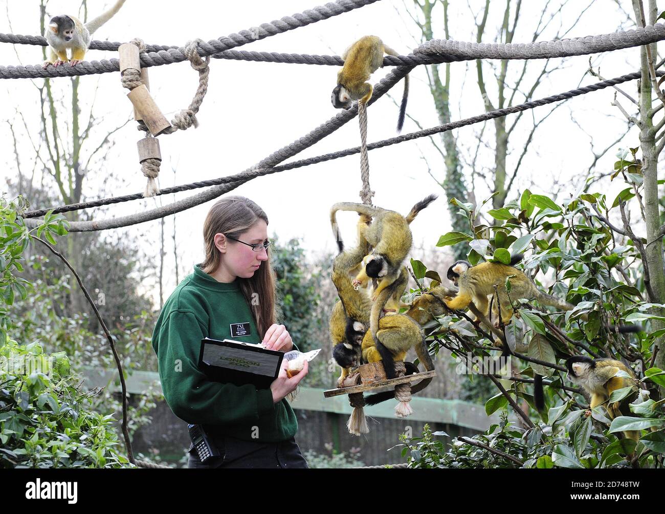 Zoo keeper Kate Sanders, pictured with squirrel monkeys, takes part in London Zoo's annual