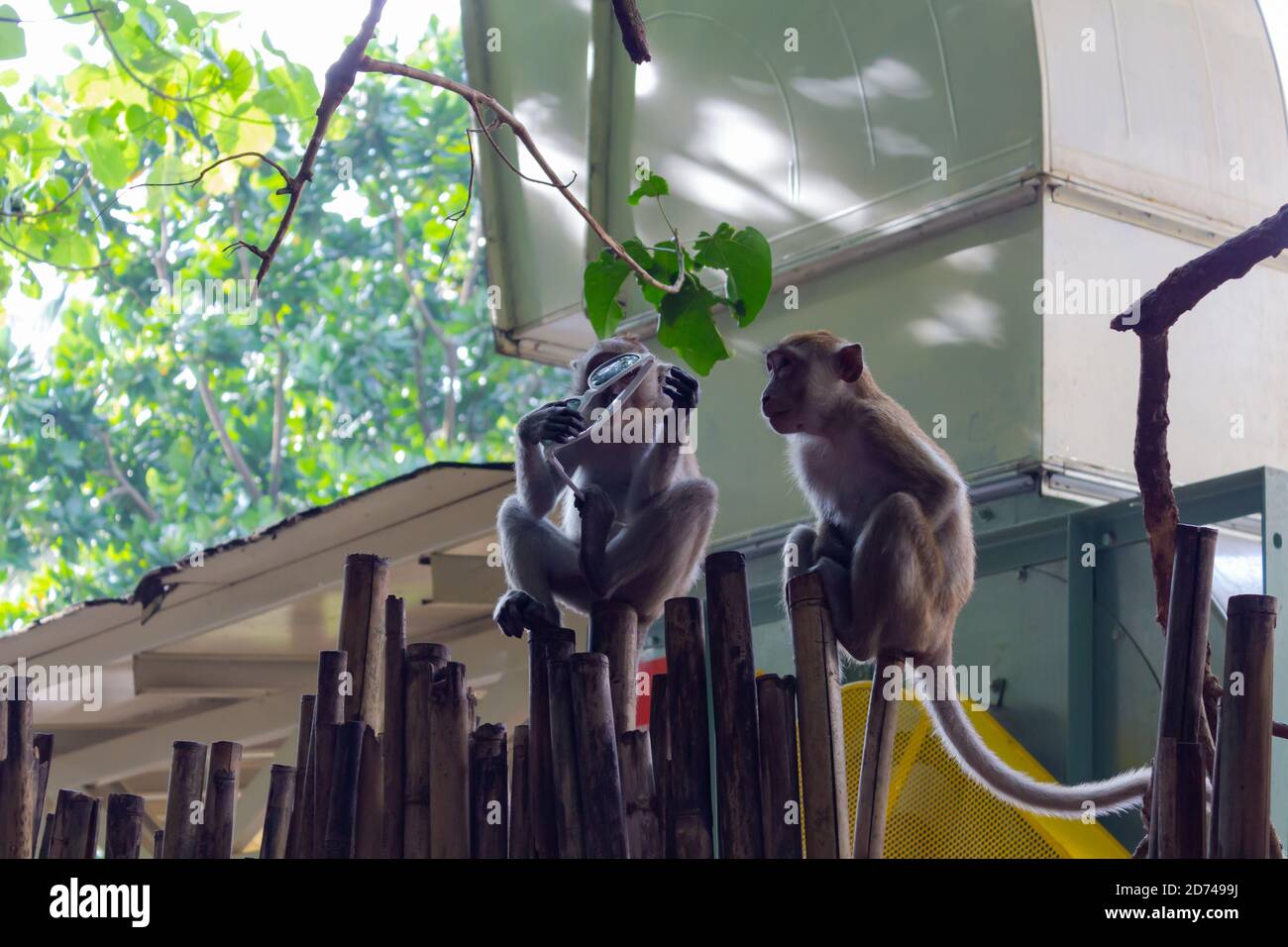 Monkey with sunglasses hires stock photography and images Alamy