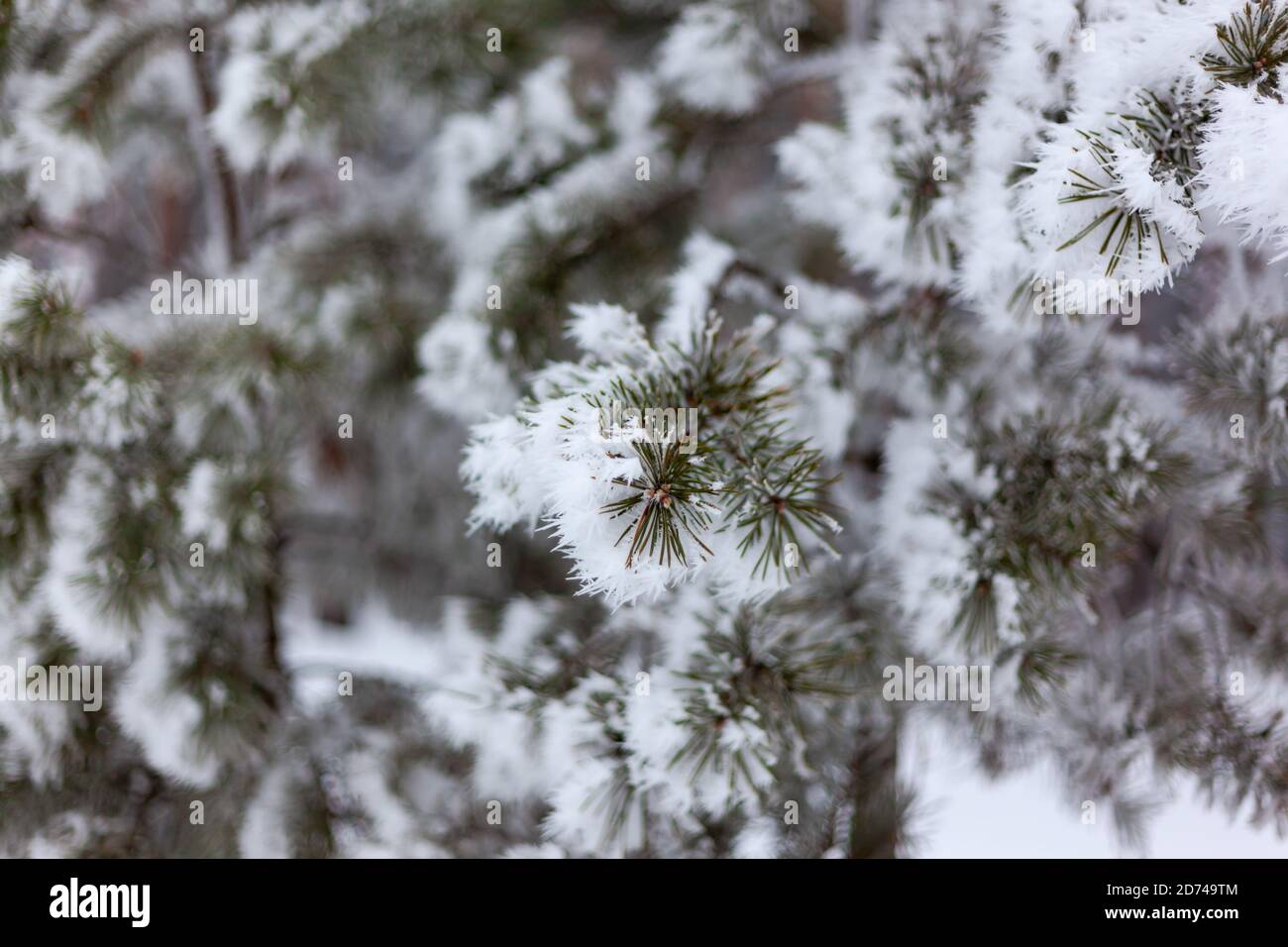 pine branches in the snow and other Stock Photo - Alamy