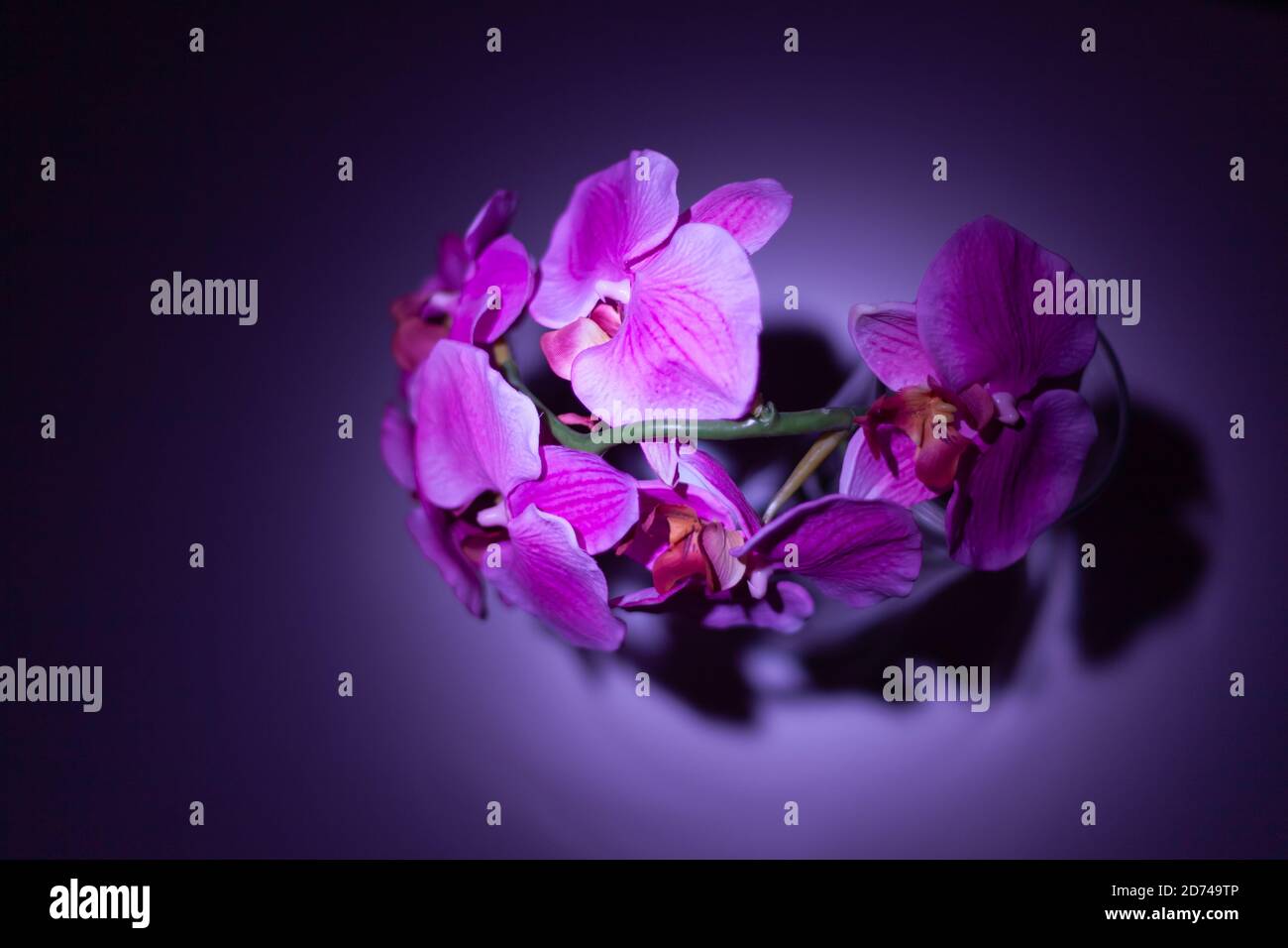 artificial purple orchid in a vase Stock Photo