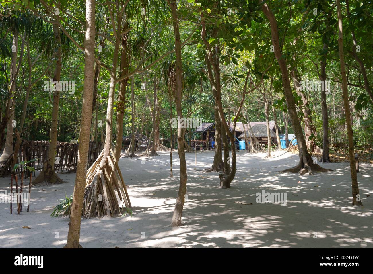 Palm trees growing sea shore beach hires stock photography and images
