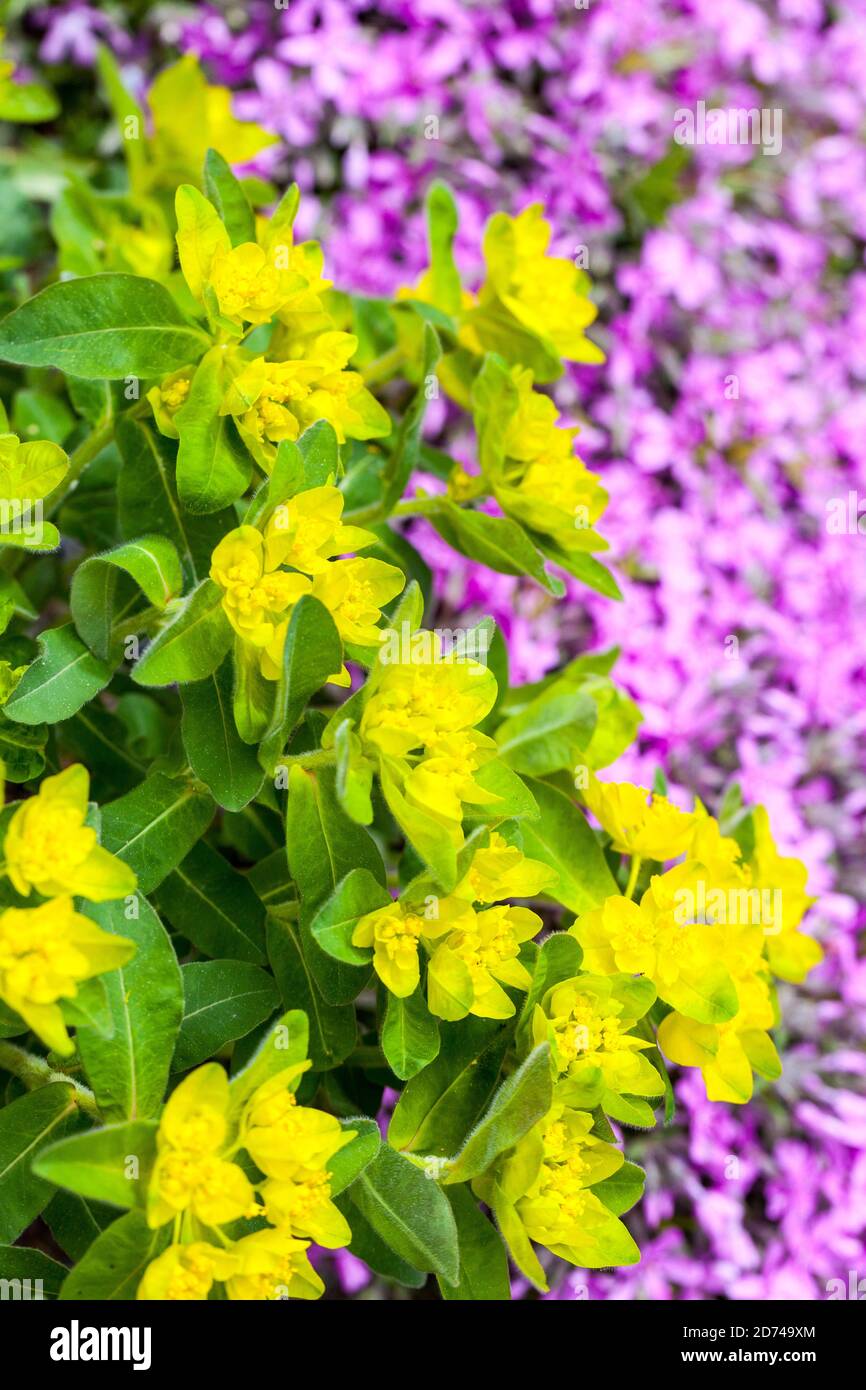 Spring garden flowers Euforbia phlox Stock Photo