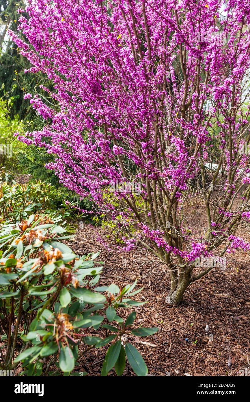 Spring garden flowering tree Cercis chinensis 'Avondale', Chinese redbud Stock Photo