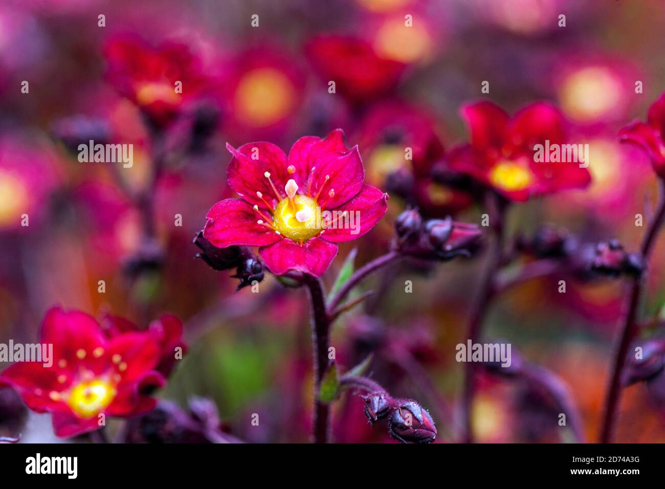 Beautiful flower closeup Saxifraga Scarlet Stock Photo