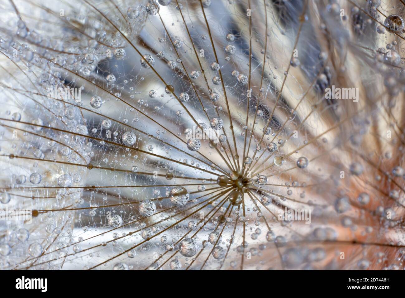 Water drop dandelion close up hi-res stock photography and images - Alamy