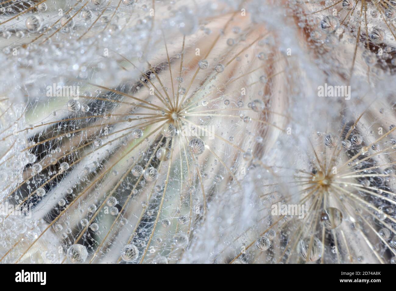 large dandelion in water droplets close up Stock Photo - Alamy