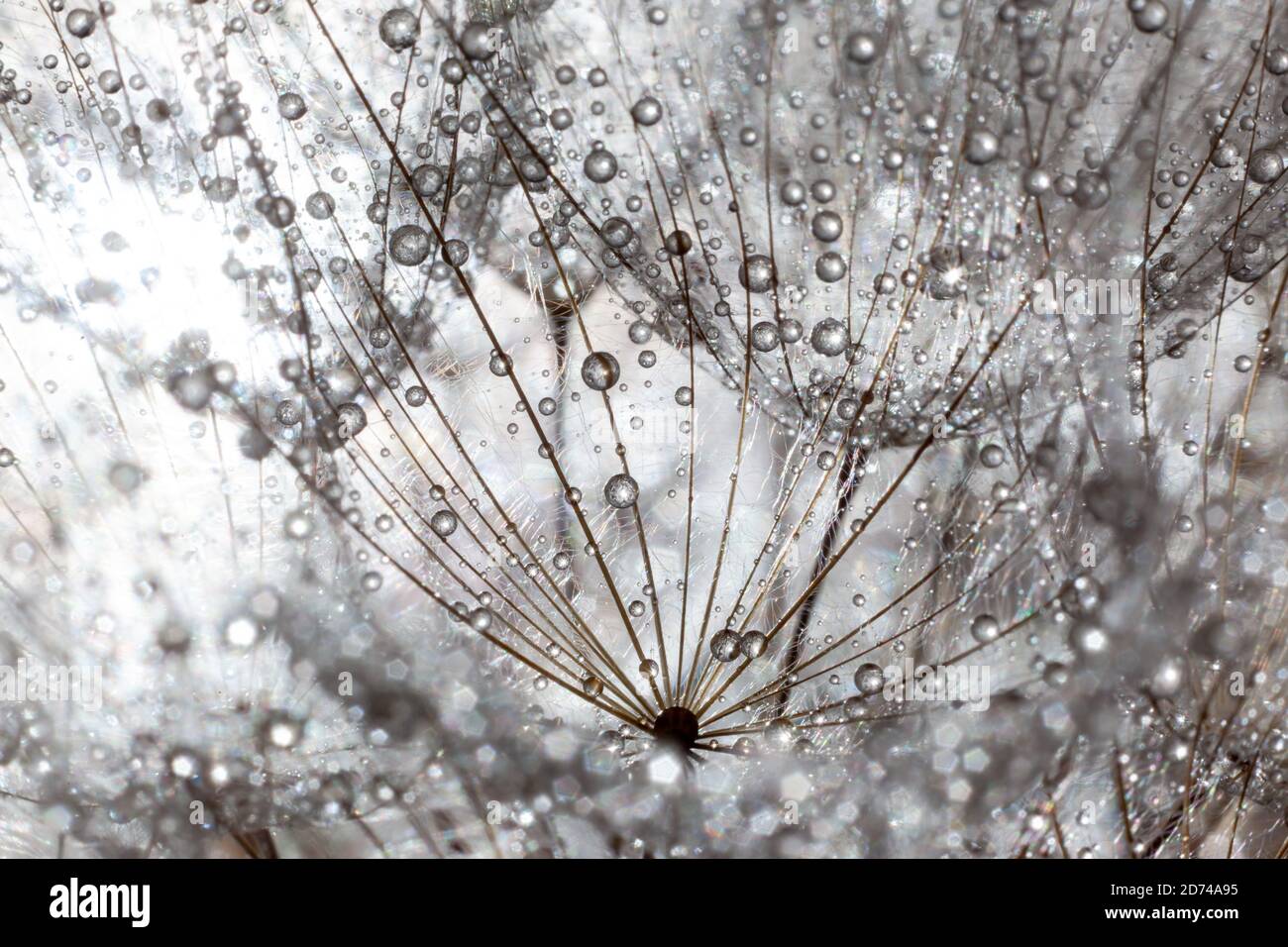 Water drop dandelion close up hi-res stock photography and images - Alamy
