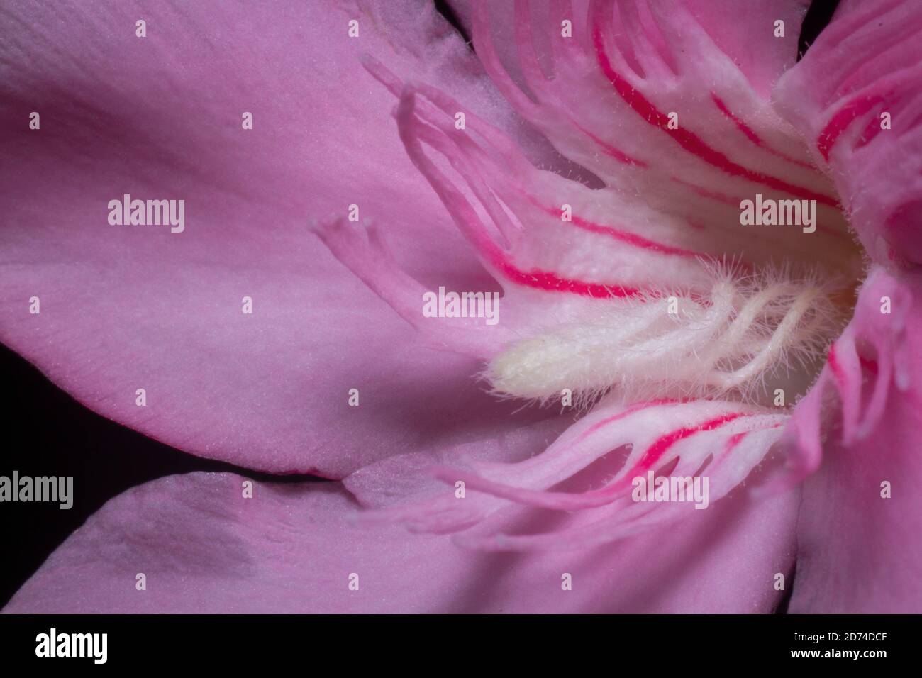 Close-up pink oleander flower, nerium oleander flowers Stock Photo