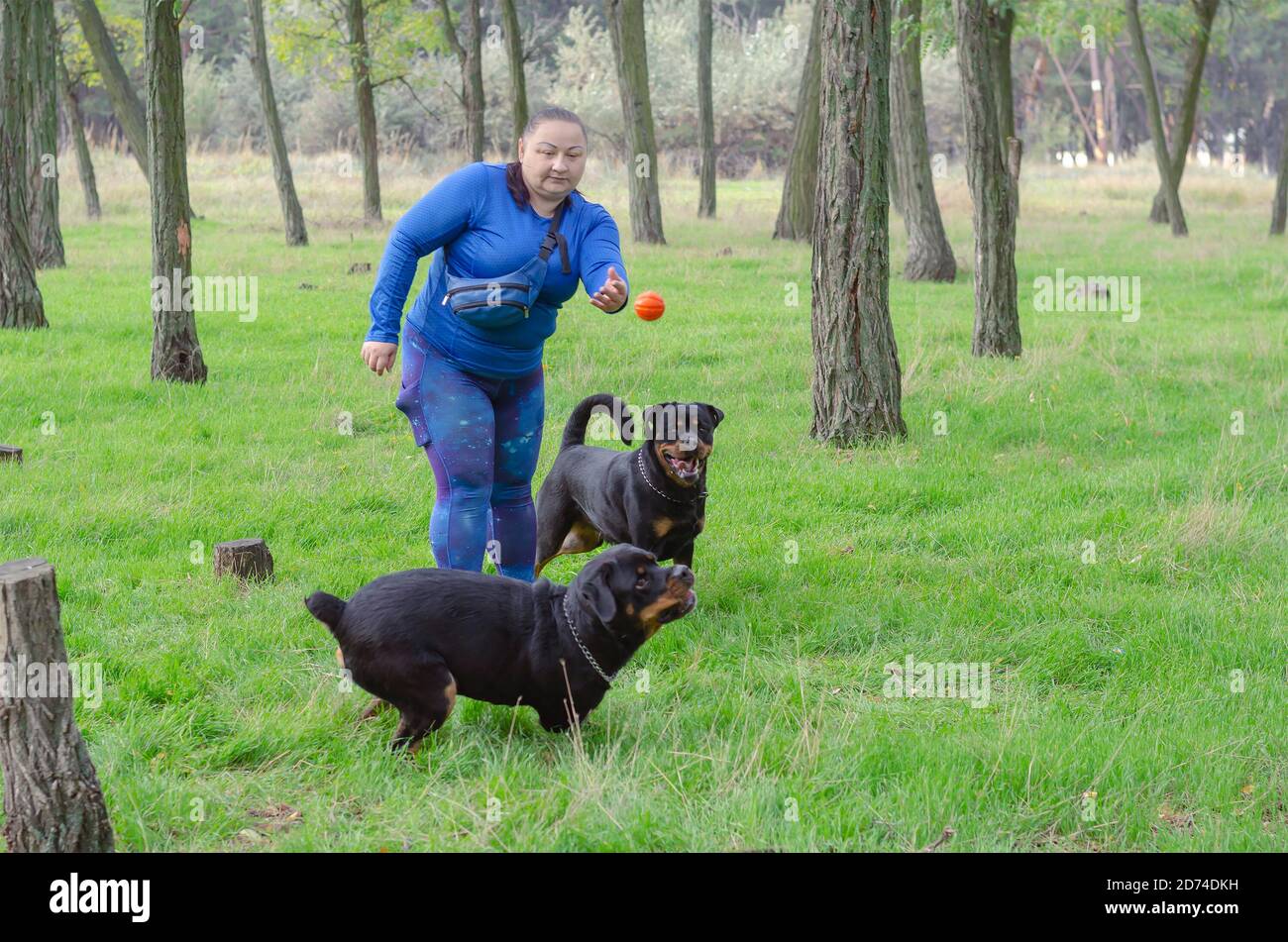 Adult woman of large stature plays on green lawn in park with two Rottweilers. Merry walk of pets in the park. Pets life. Stock Photo