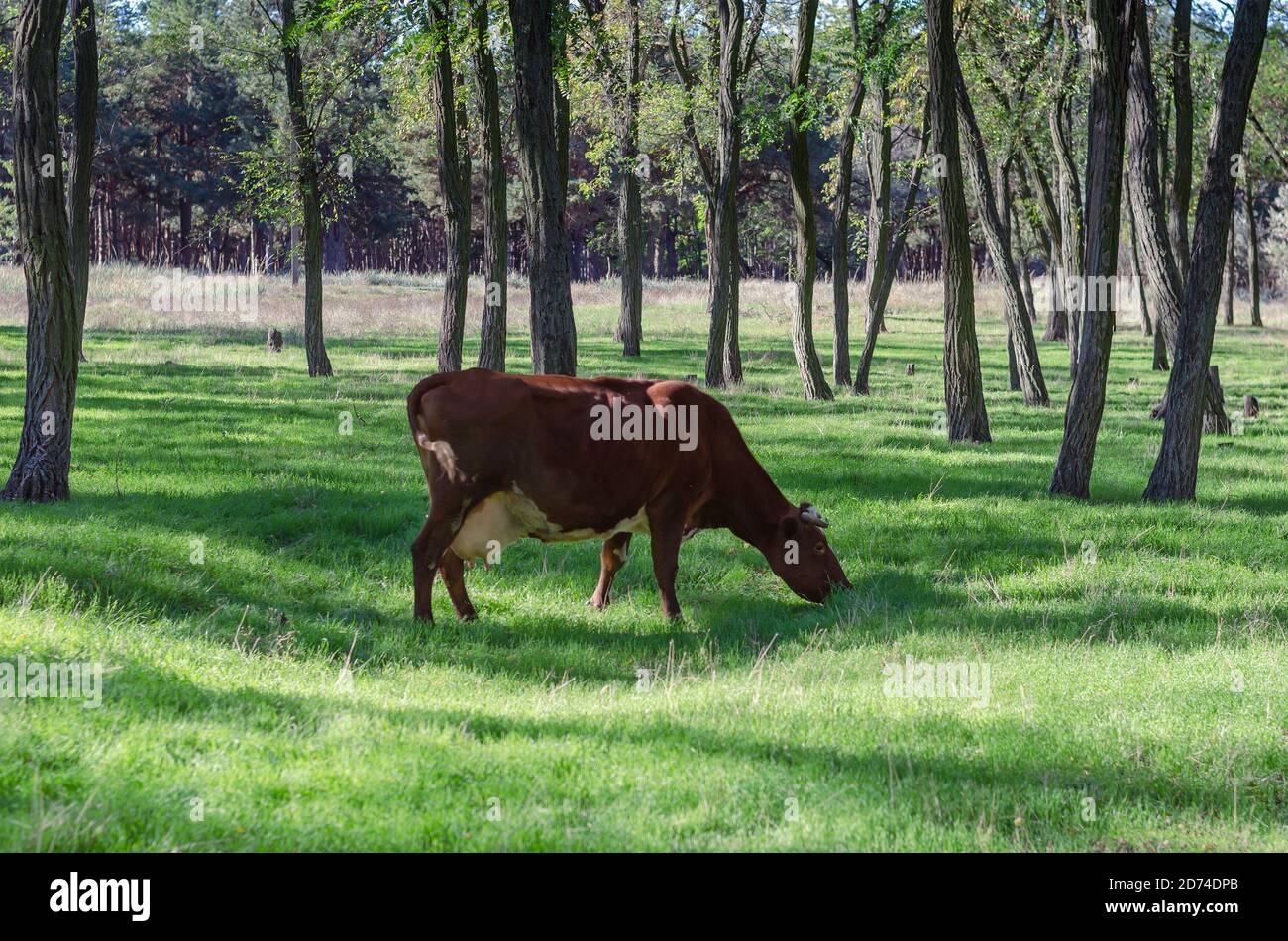 Brown cow eats a juicy green grass among the trees. Cattle grazing ...