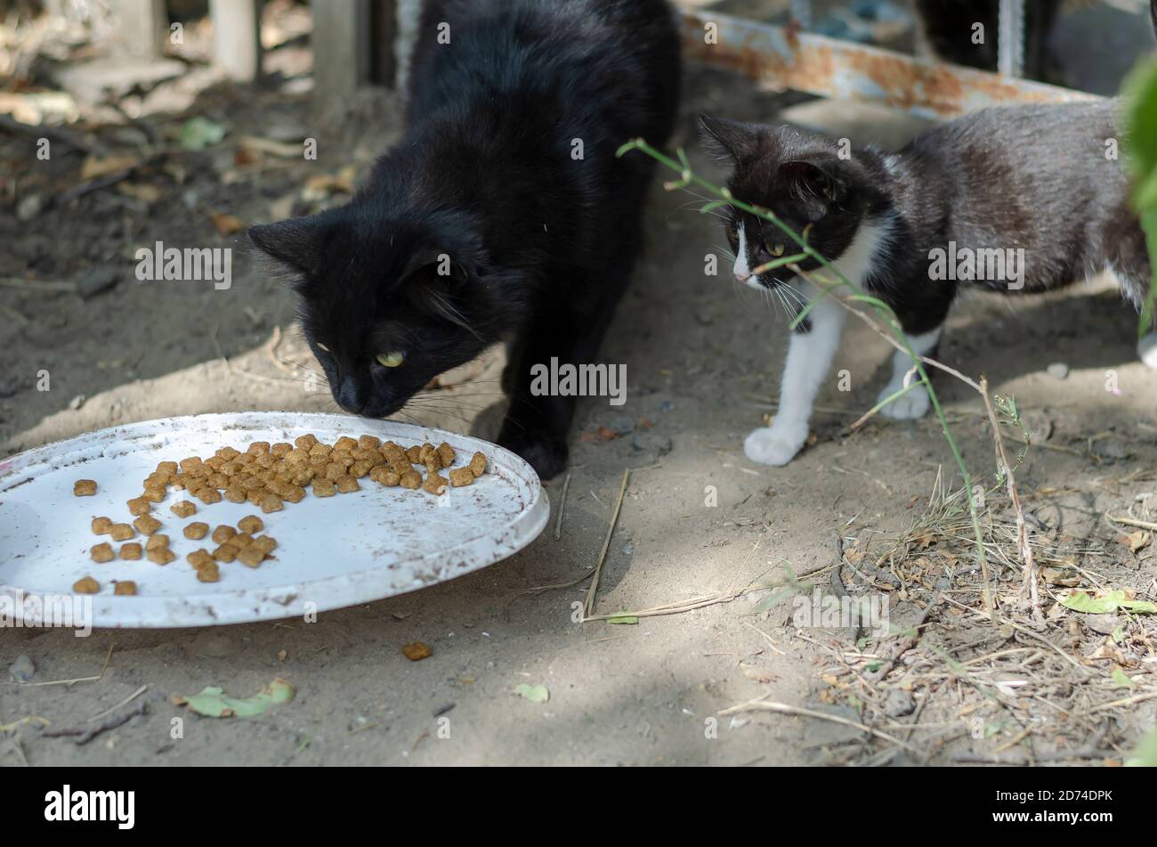 Black cat clearance feeder