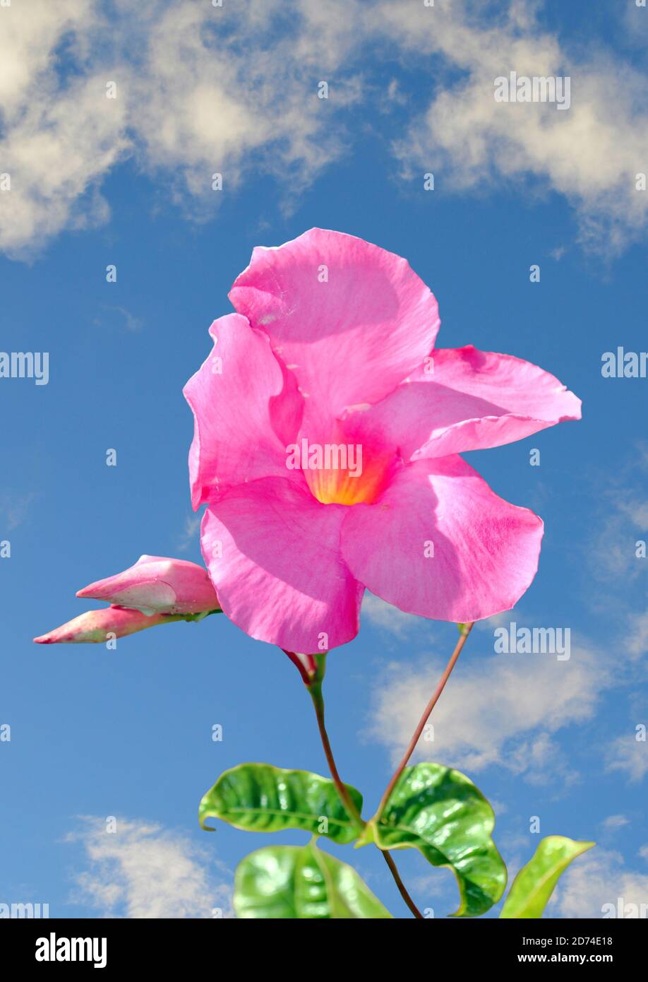 Mandevilla boliviensis flower with a blue sky background Stock Photo