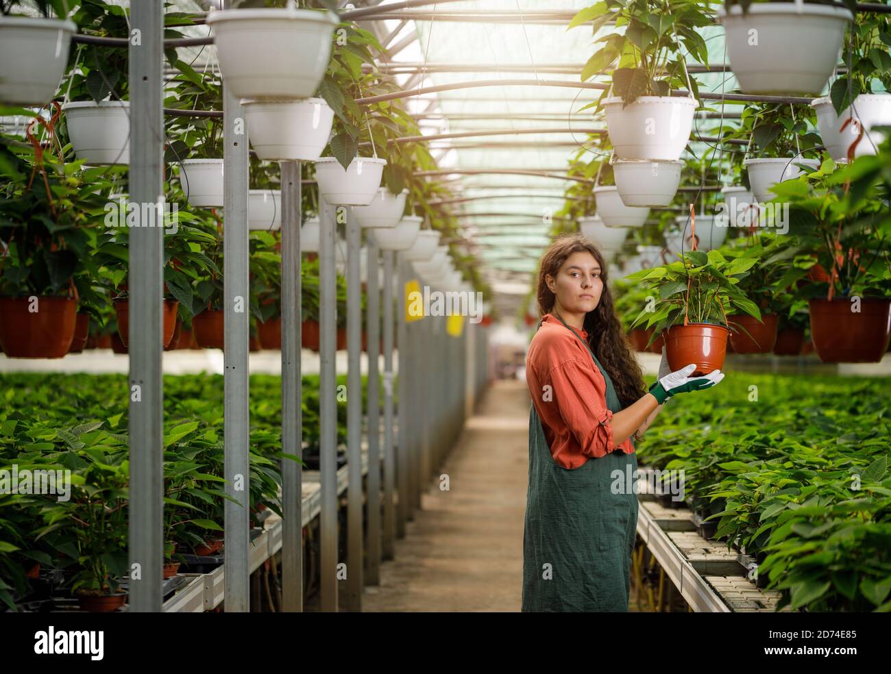 Cropped portrait of young female gardener in the sunny greenhouse Stock ...